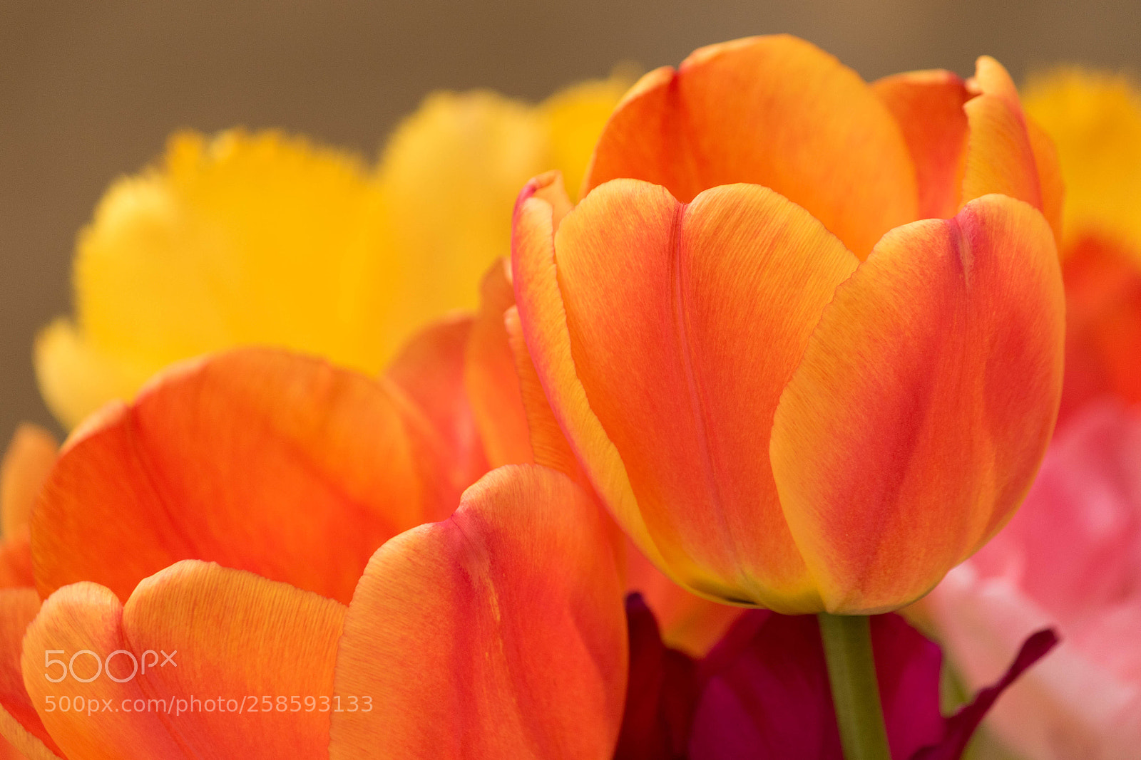 Canon EOS 7D Mark II sample photo. Tulpen sind tulpig photography