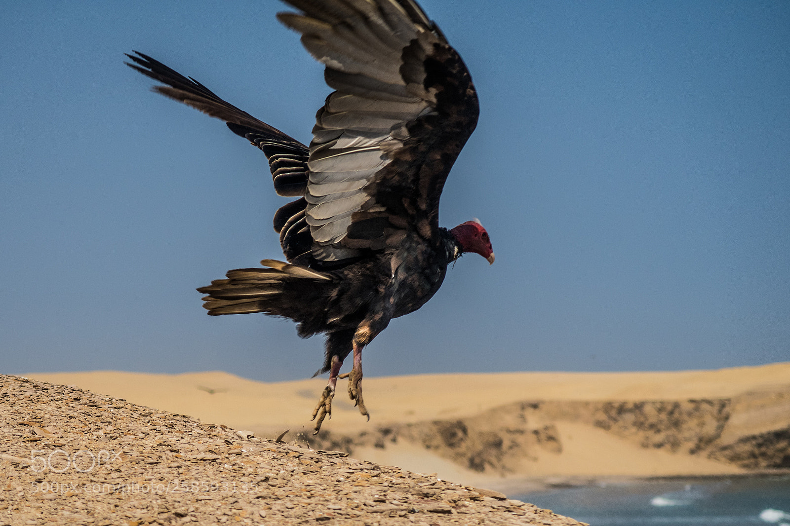 Canon PowerShot G7 X Mark II sample photo. Peruvian vulture photography