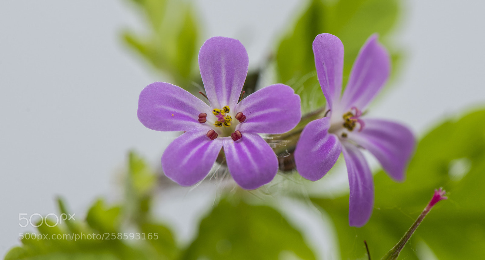 Nikon D810 sample photo. Fleurs de géranium. photography