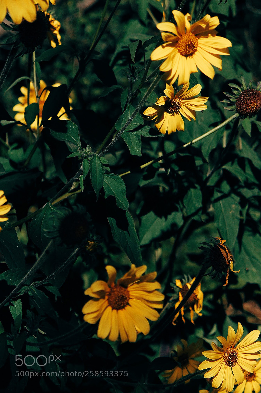 Canon EOS 1100D (EOS Rebel T3 / EOS Kiss X50) sample photo. Processed with vsco with photography