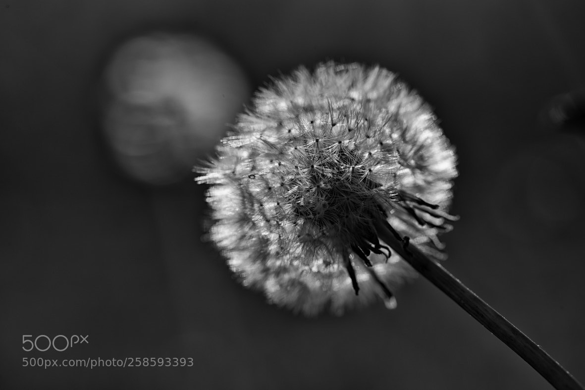 Canon EOS-1D X Mark II sample photo. Envoles toi photography