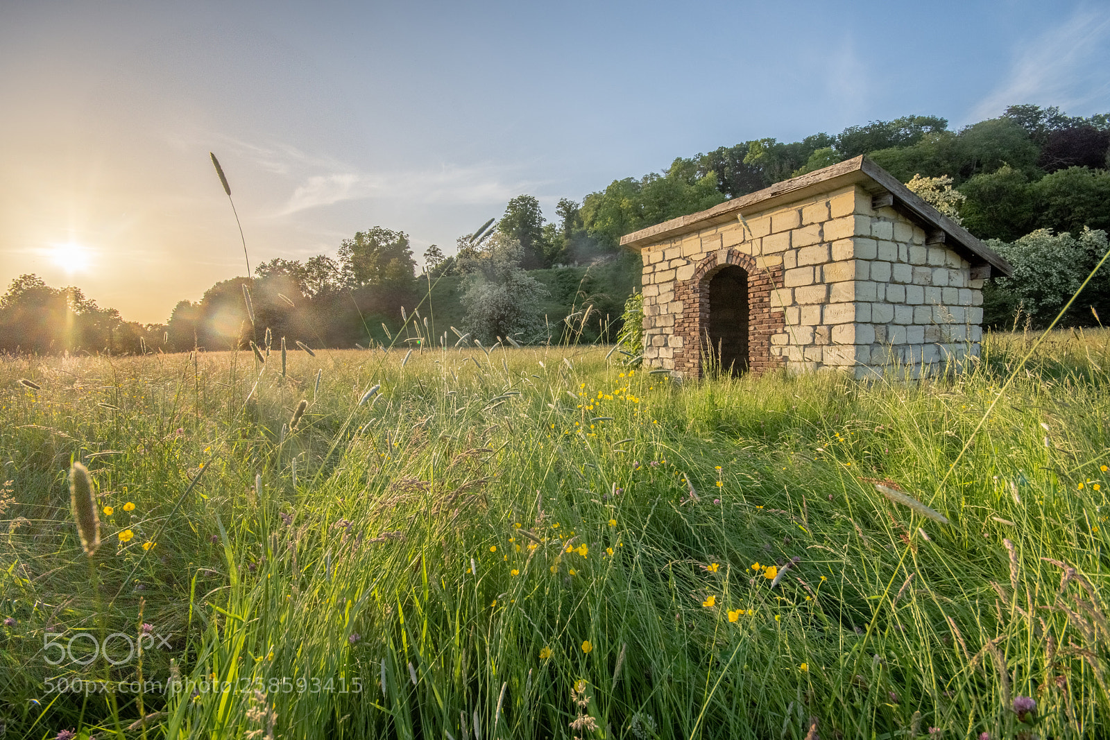 Nikon D7200 sample photo. Golden glow photography