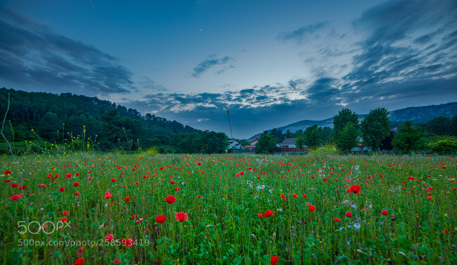 Nikon D610 sample photo. Poppies begues catalonia photography