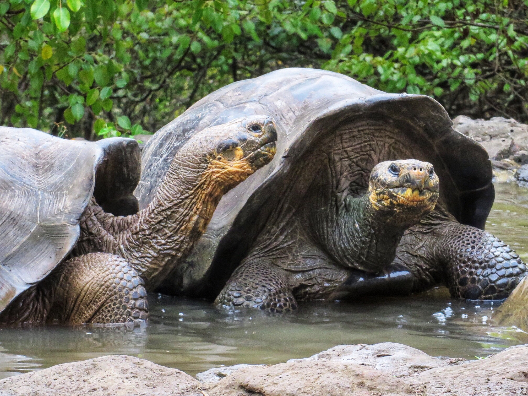 Canon PowerShot SX280 HS sample photo. Tortoise talk photography