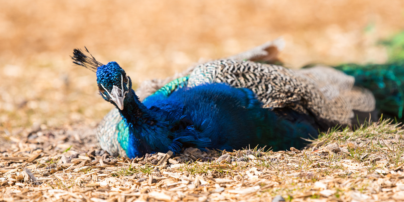 Nikon D750 sample photo. Peacock photography