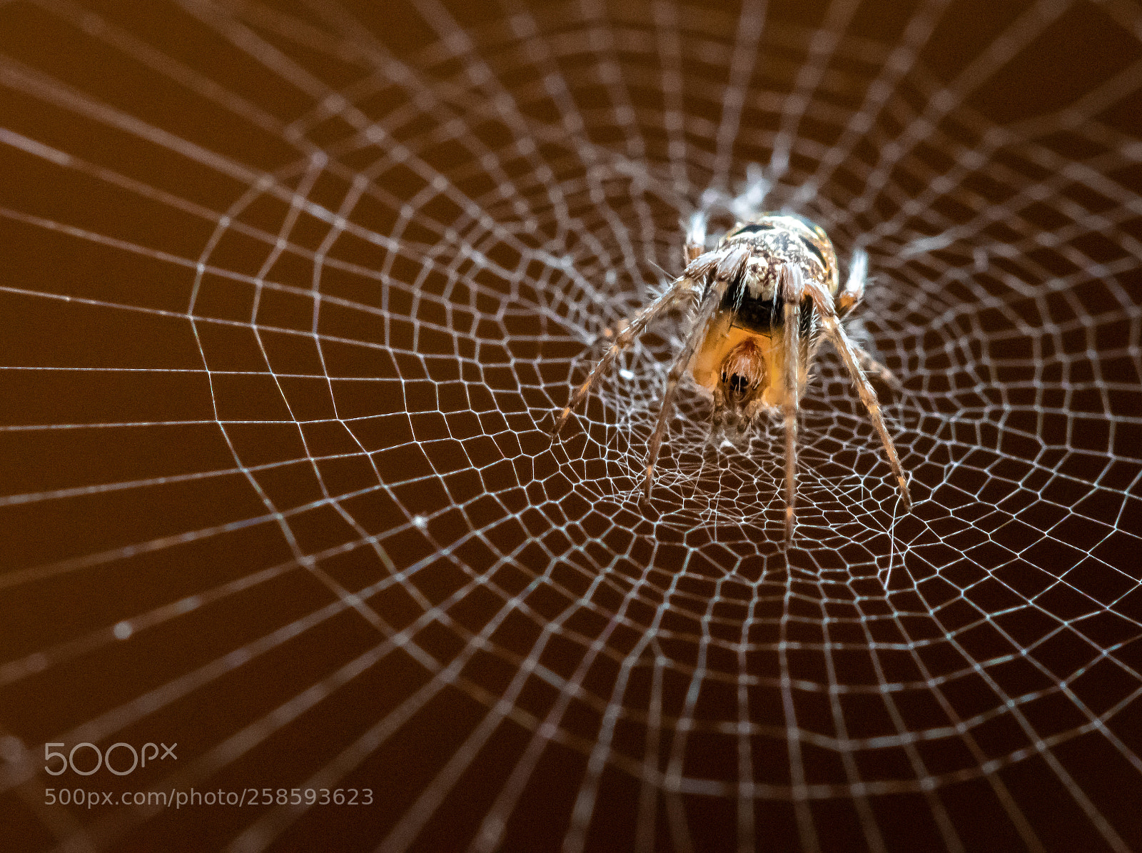 Nikon D7500 sample photo. Spinnennetz - spider web photography