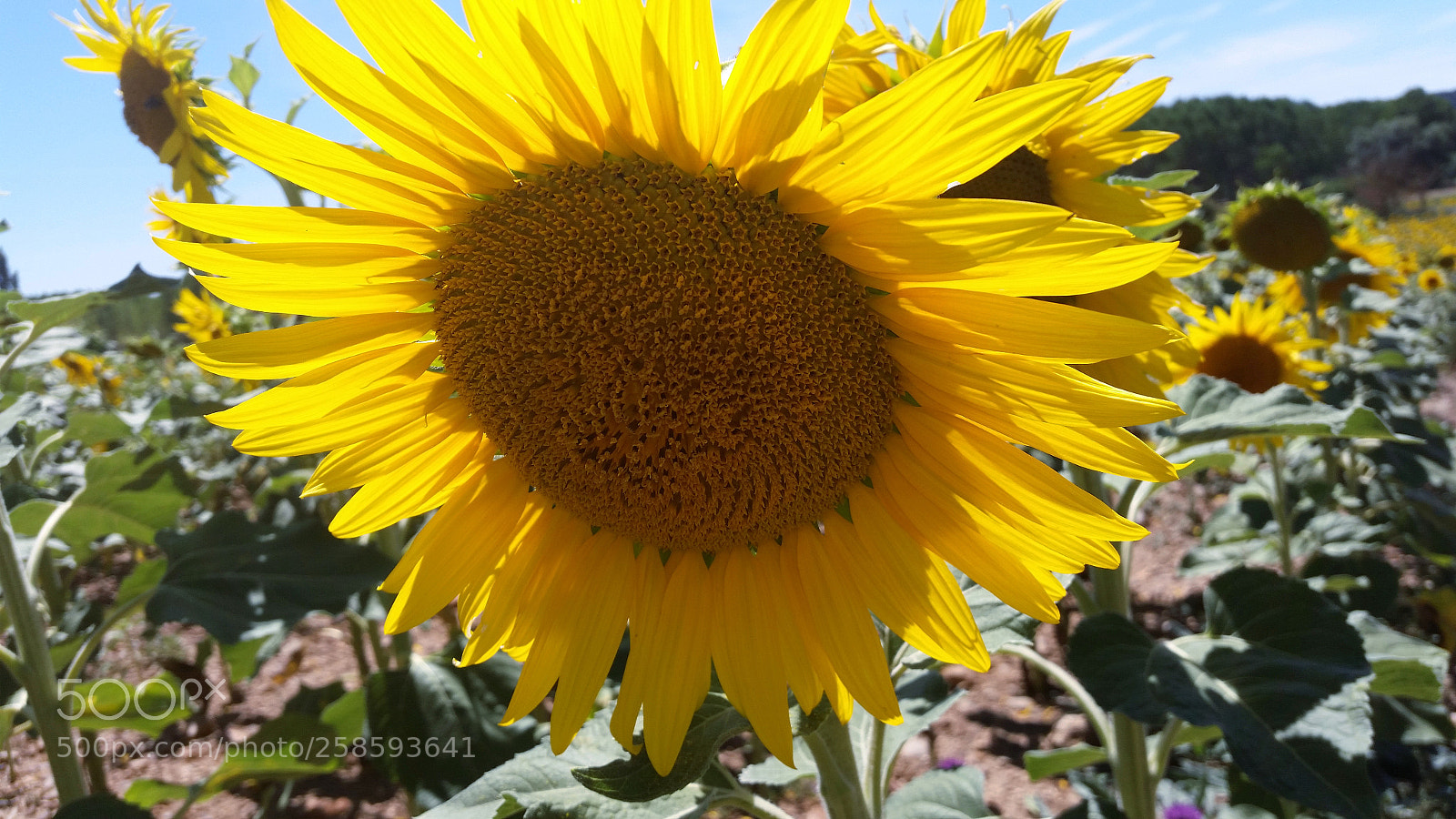 Samsung Galaxy S5 sample photo. Helianthus annuus photography