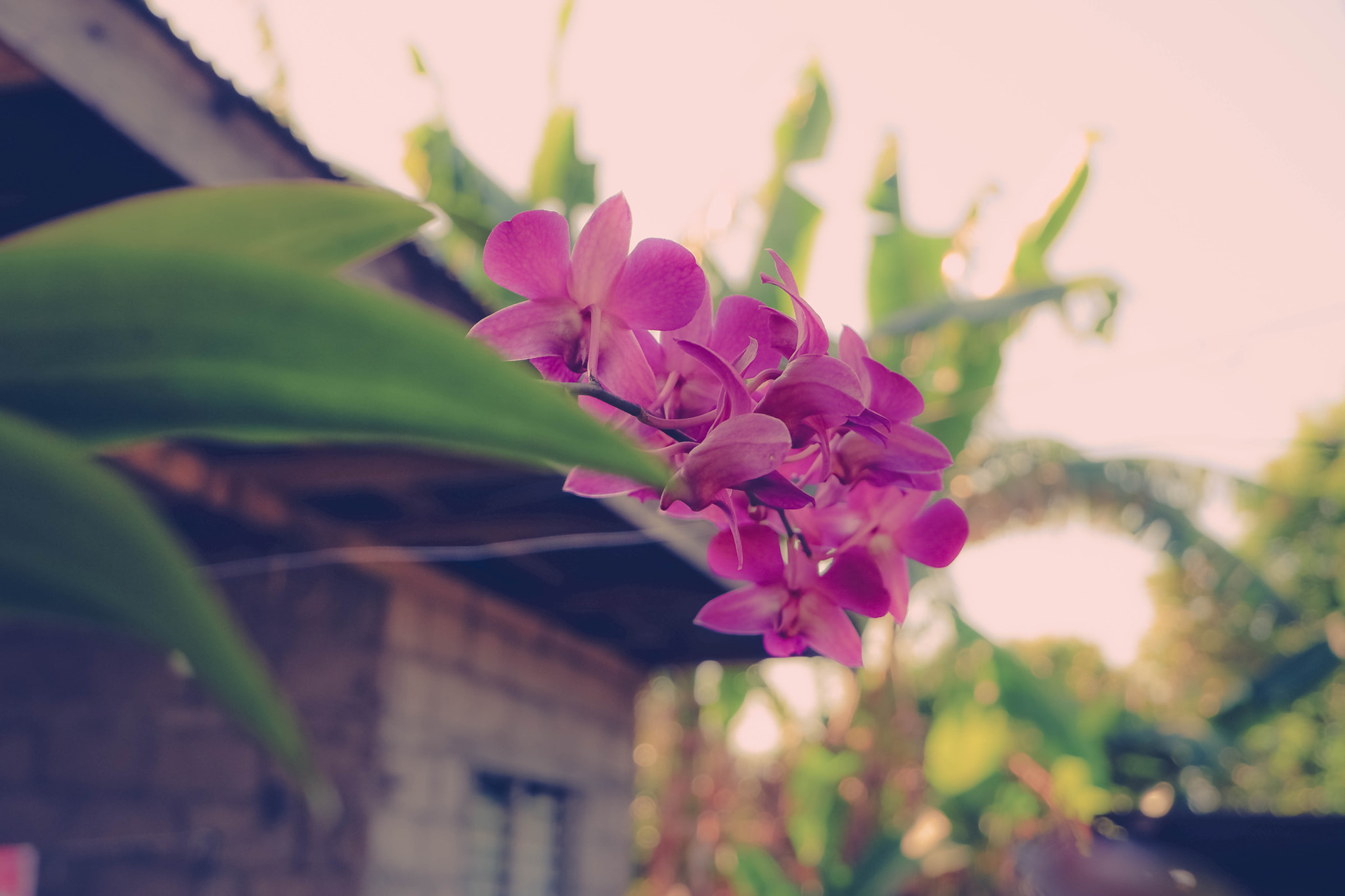 Fujifilm X-A5 sample photo. The wild orchid photography