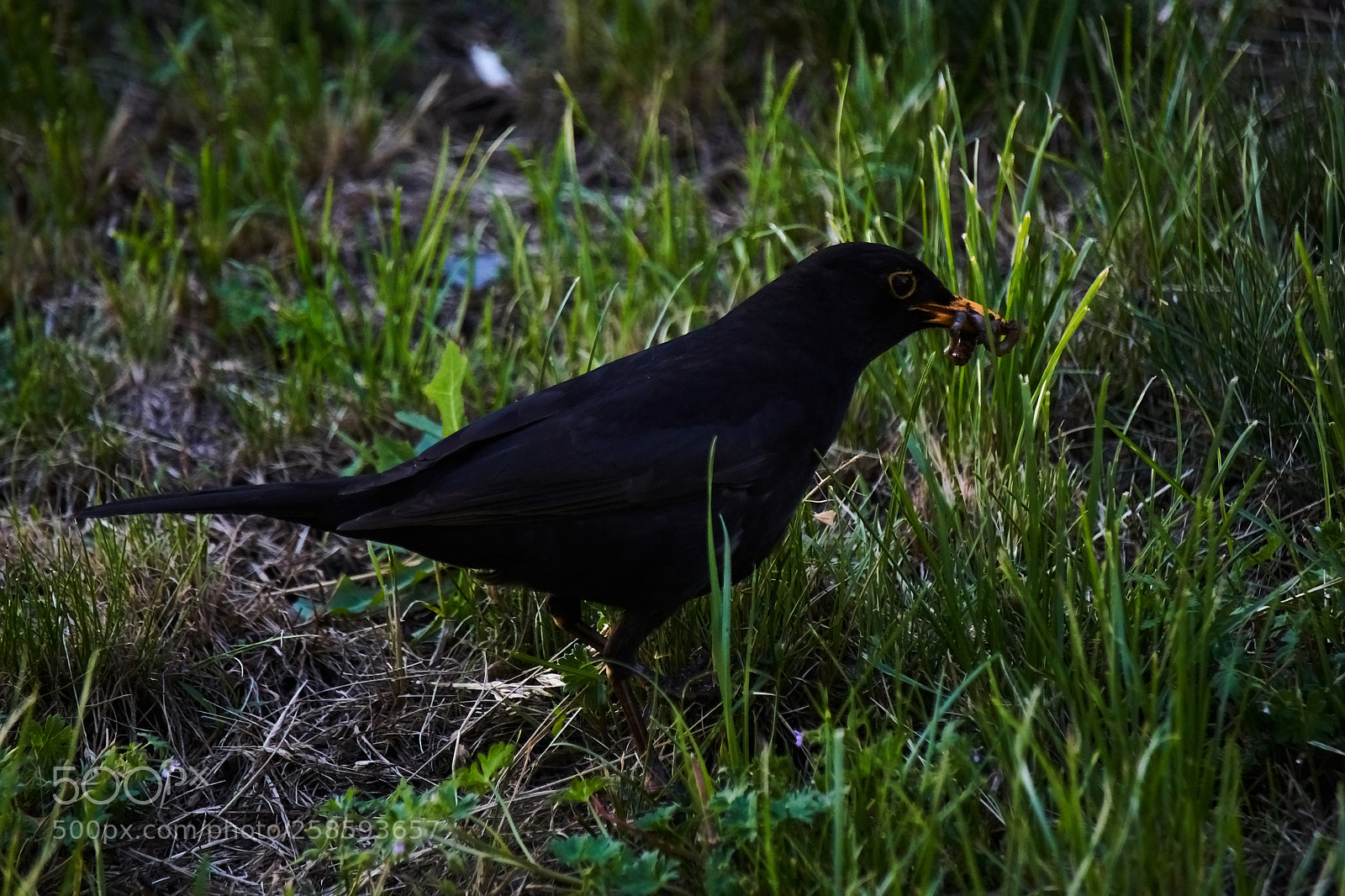 Sony a6000 sample photo. Blackbird i photography