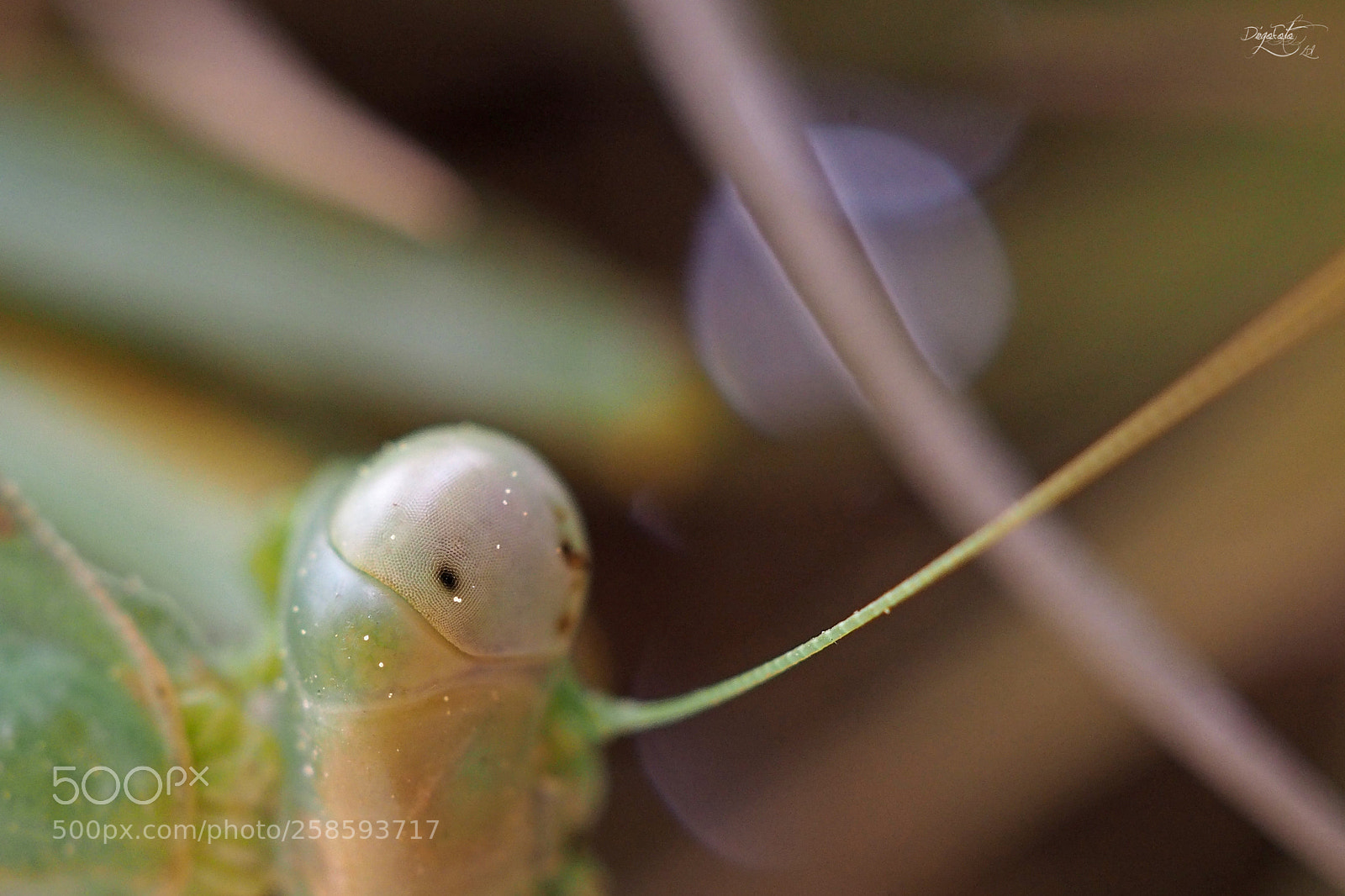Olympus OM-D E-M10 II sample photo. Mirada de mantis photography