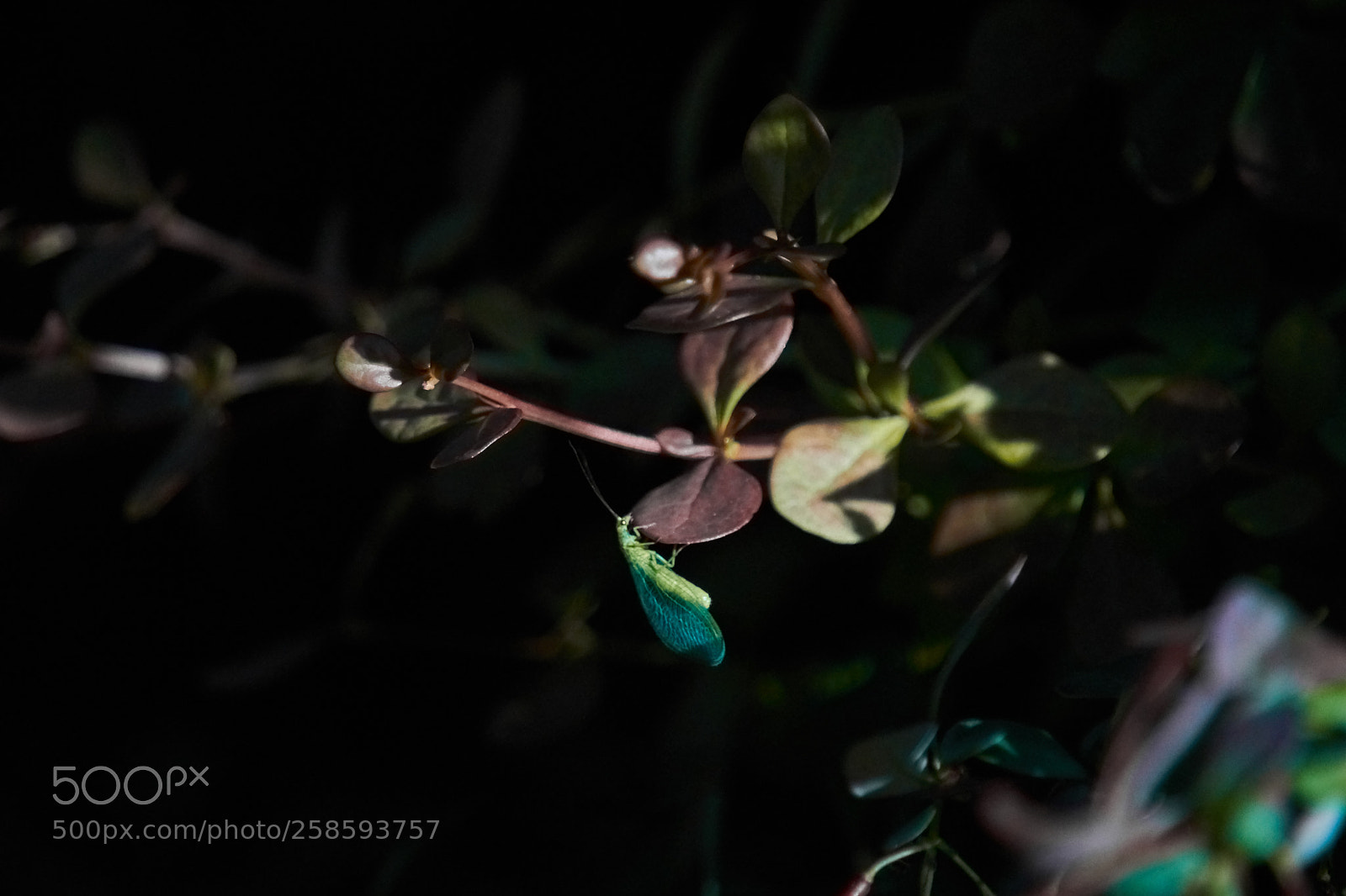 Sony a6000 sample photo. Bug photography