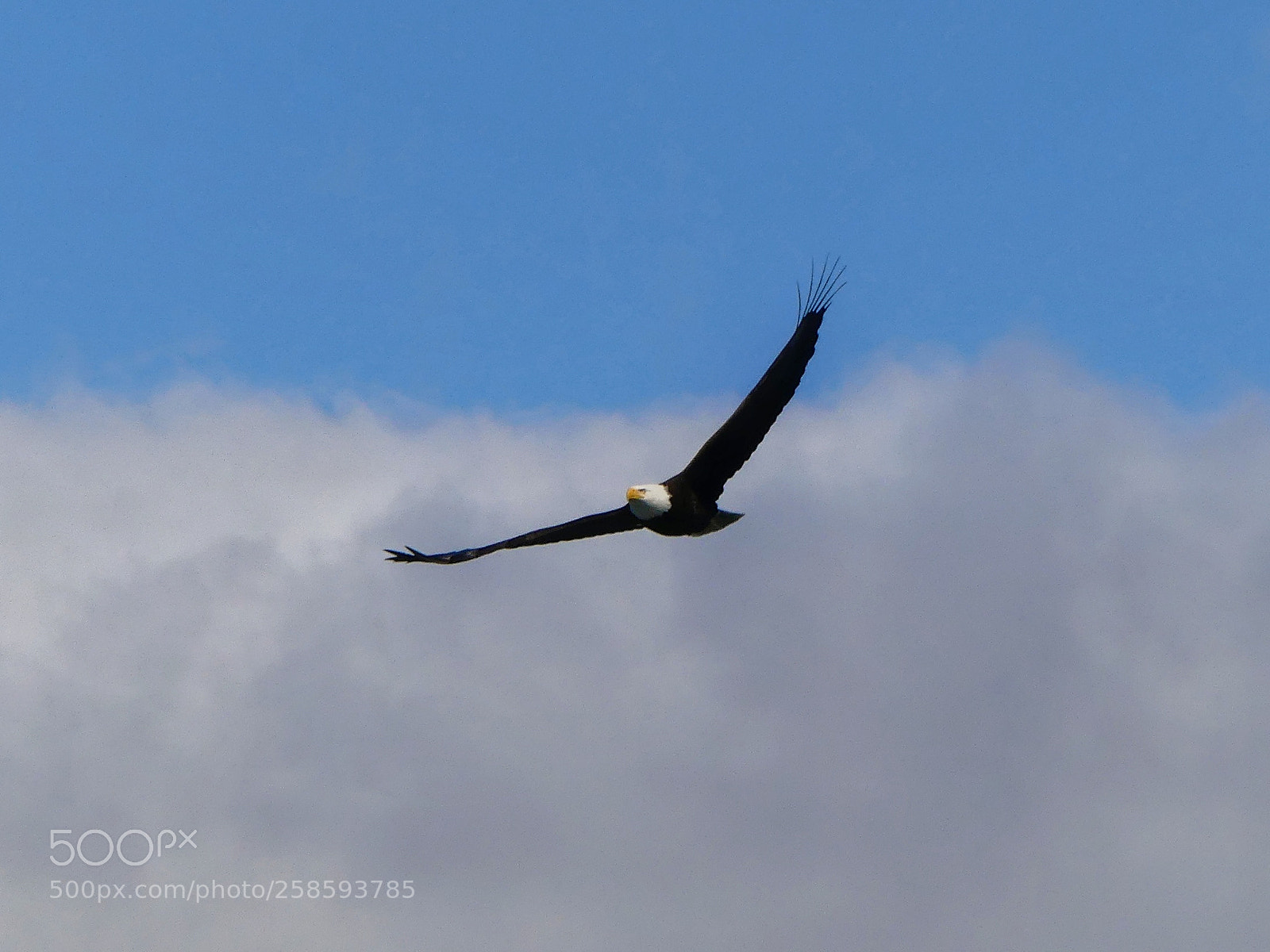Panasonic Lumix DMC-FZ300 sample photo. White-headed eagle... photography