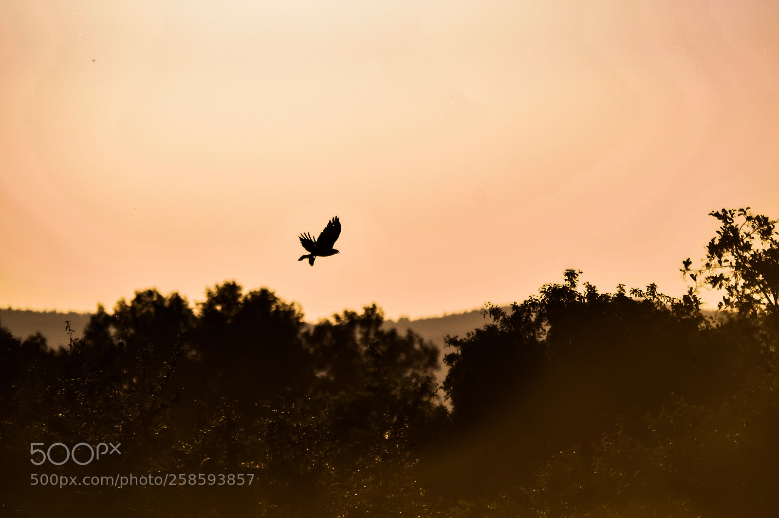 Nikon D300 sample photo. A bird with his photography