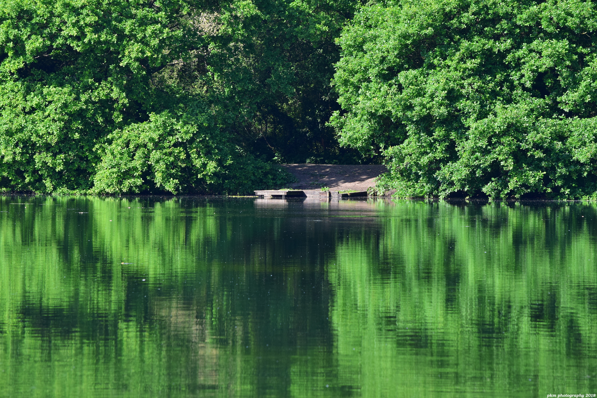 Nikon D3300 sample photo. Reflections at black swan lake photography
