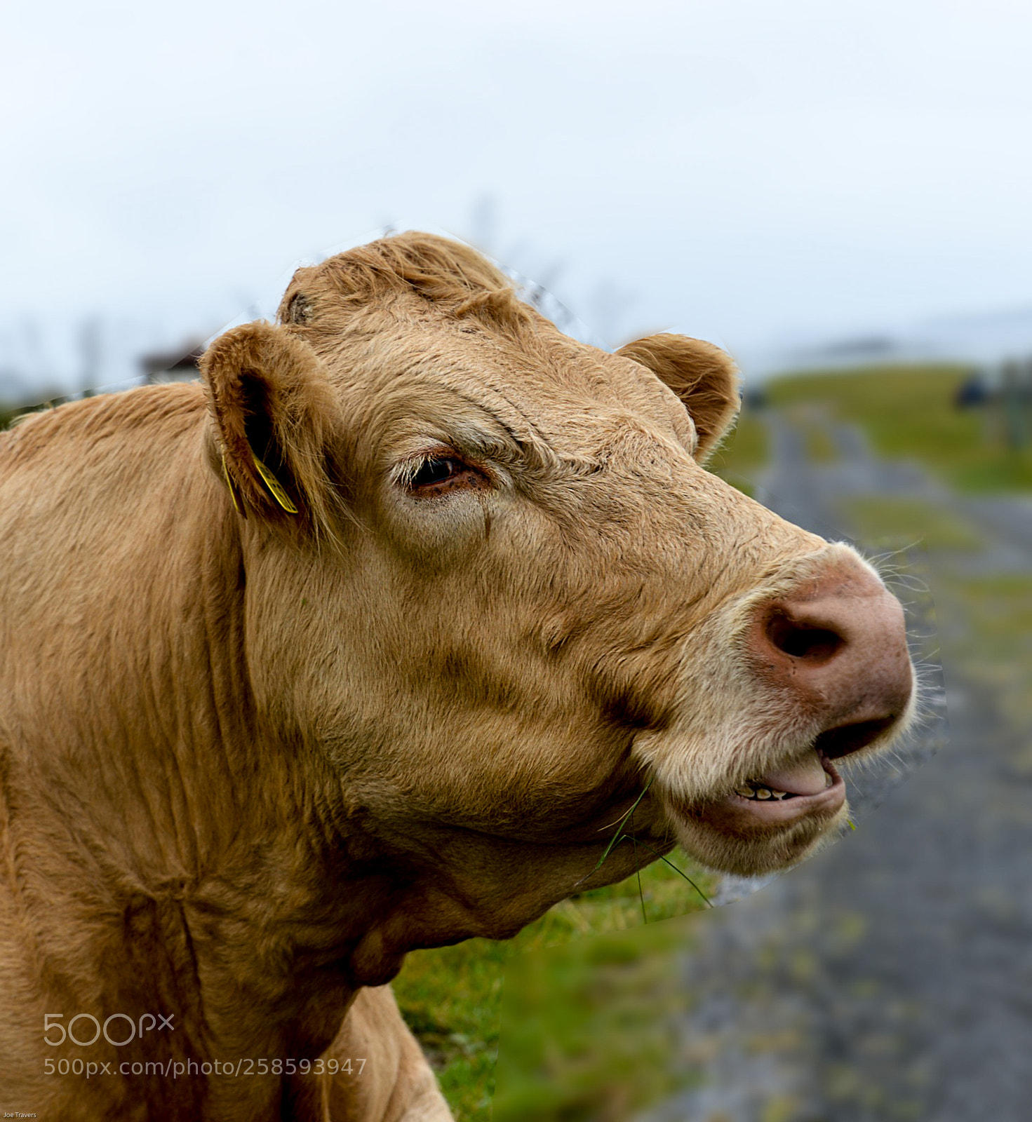 Nikon D4 sample photo. Animal in farmland photography
