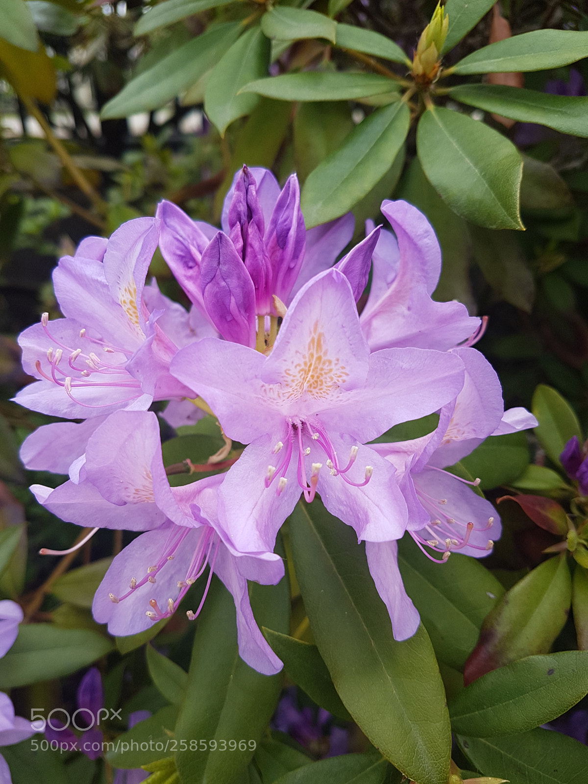 Samsung Galaxy S7 Edge sample photo. Light purple photography
