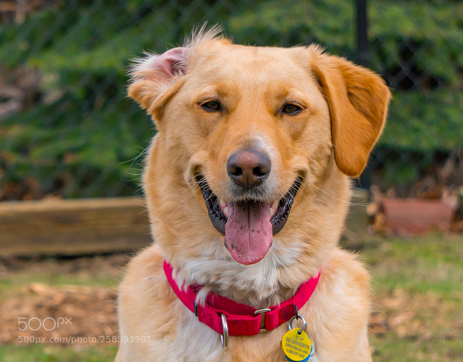 Sony a6300 sample photo. Kleo my freind. photography