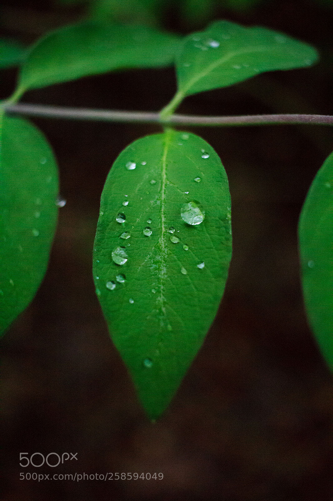Canon EOS 600D (Rebel EOS T3i / EOS Kiss X5) sample photo. Img photography