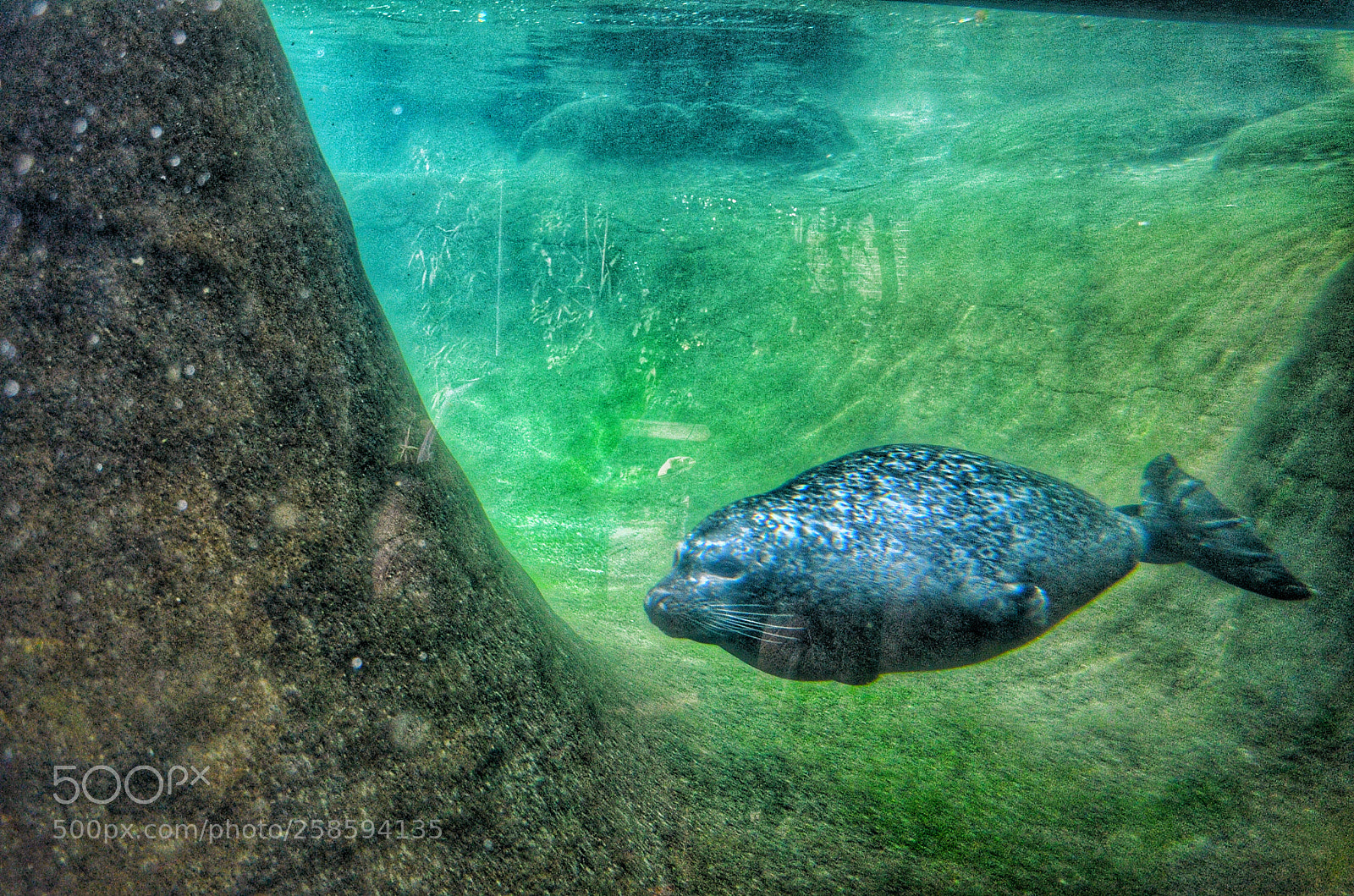 Nikon D5100 sample photo. Seelöwe sealion photography