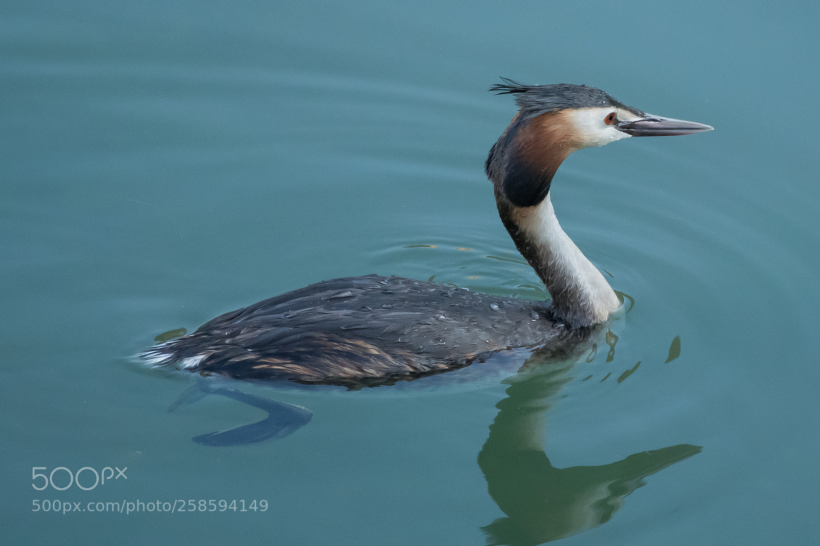 Nikon D500 sample photo. Svasso maggiore photography