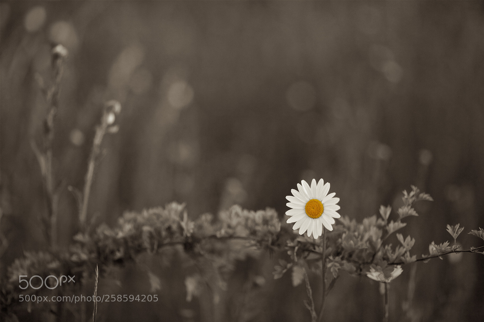 Canon EOS 6D sample photo. Driving miss daisy photography
