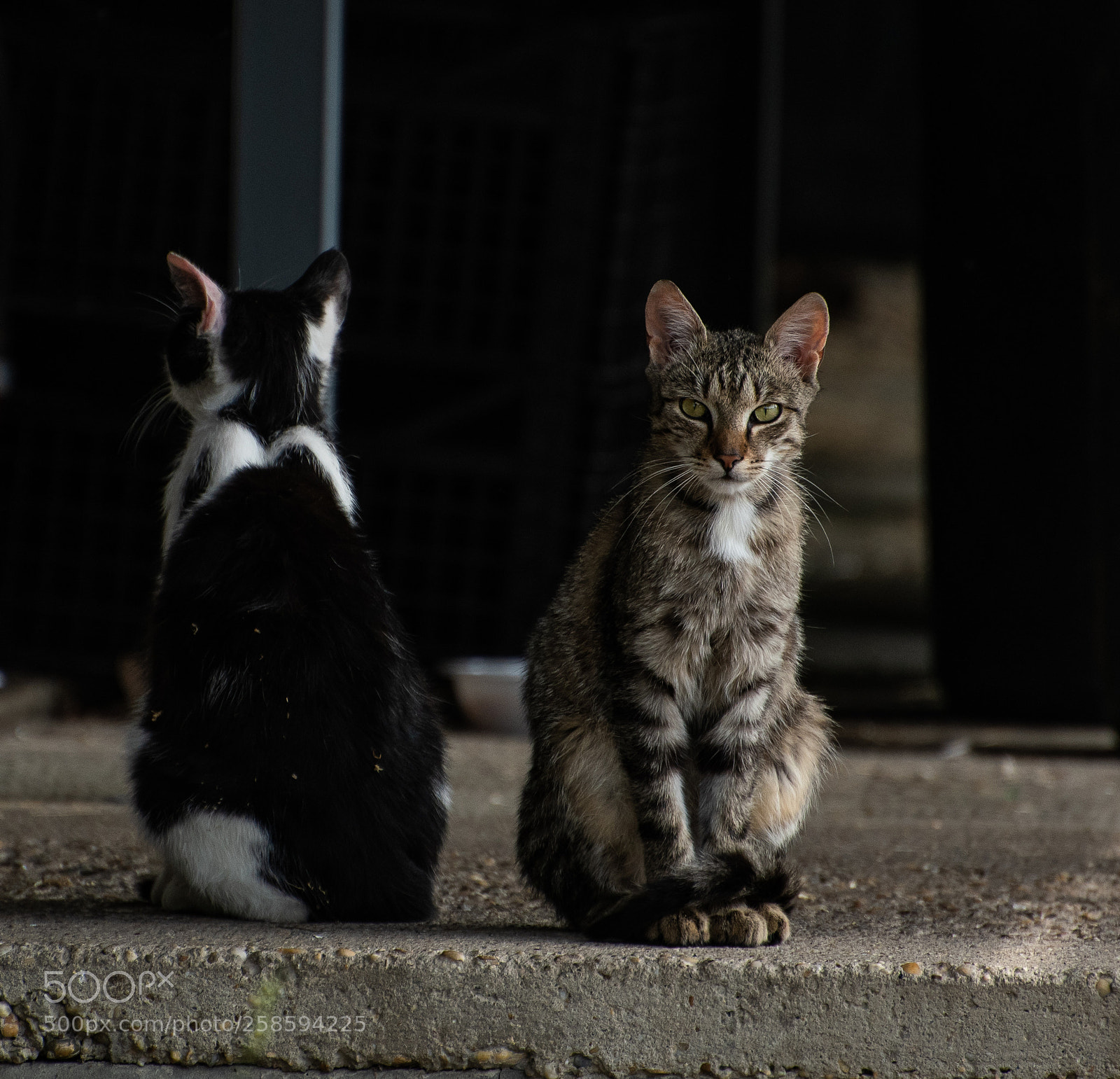 Nikon D7500 sample photo. Cats photography