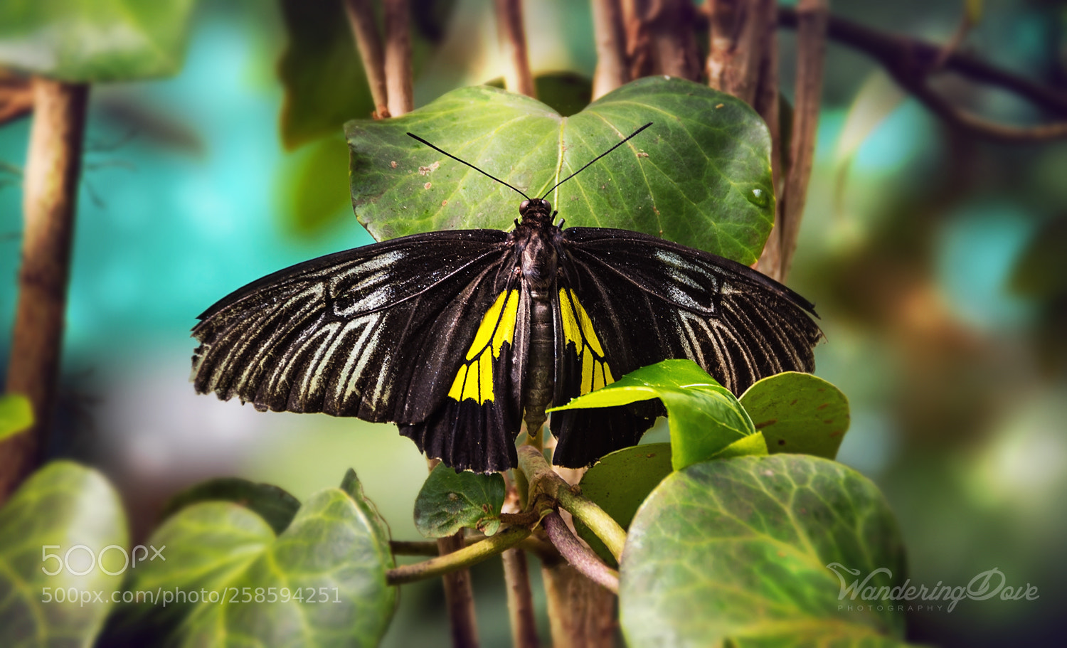 Nikon D3200 sample photo. Among the leaves photography