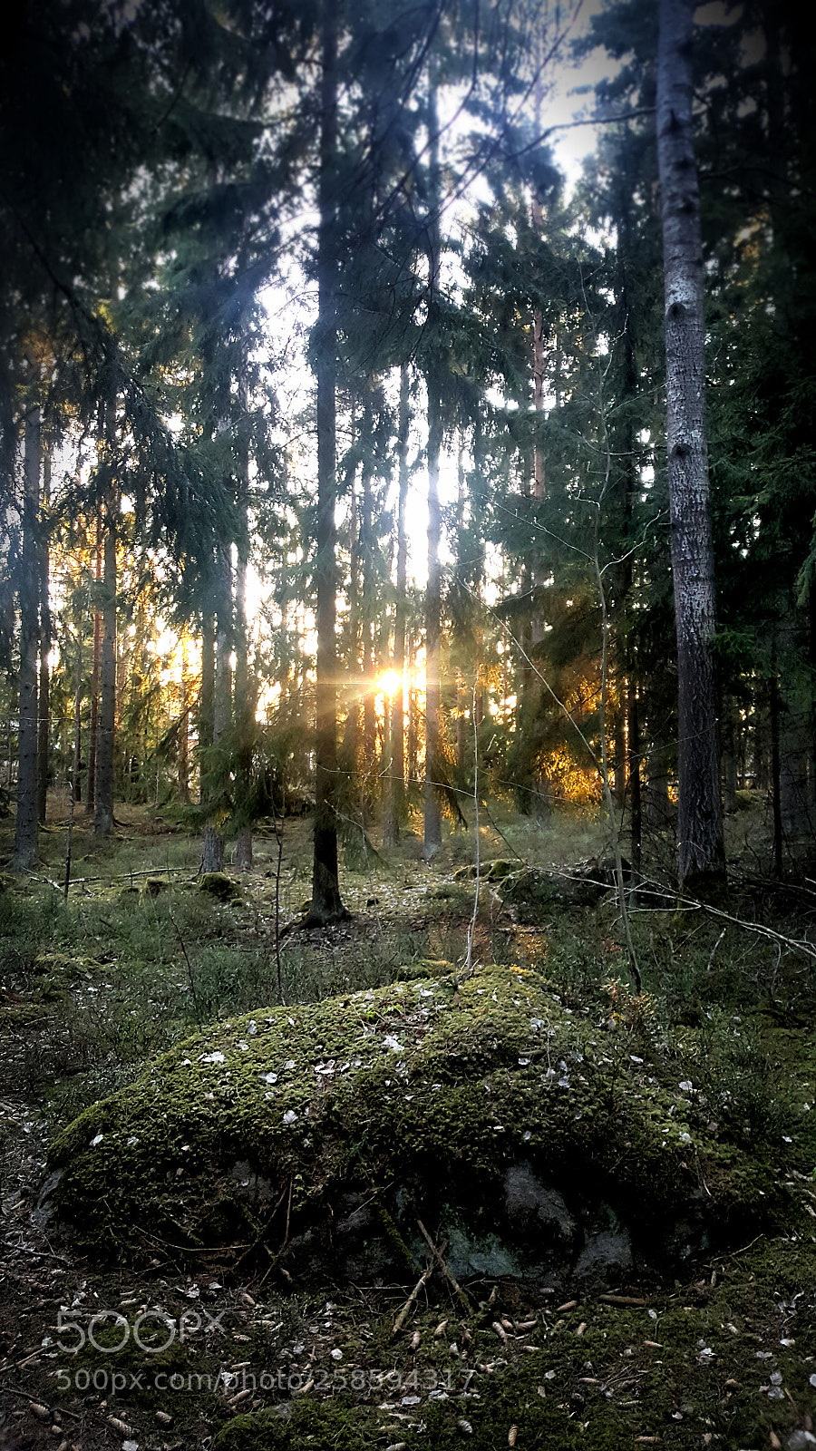 Samsung Galaxy S6 sample photo. Fairy forest photography