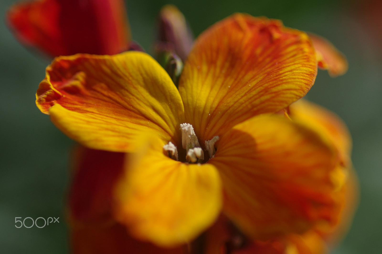 Pentax K-3 II + Pentax smc D-FA 100mm F2.8 Macro WR sample photo. Wallflower photography