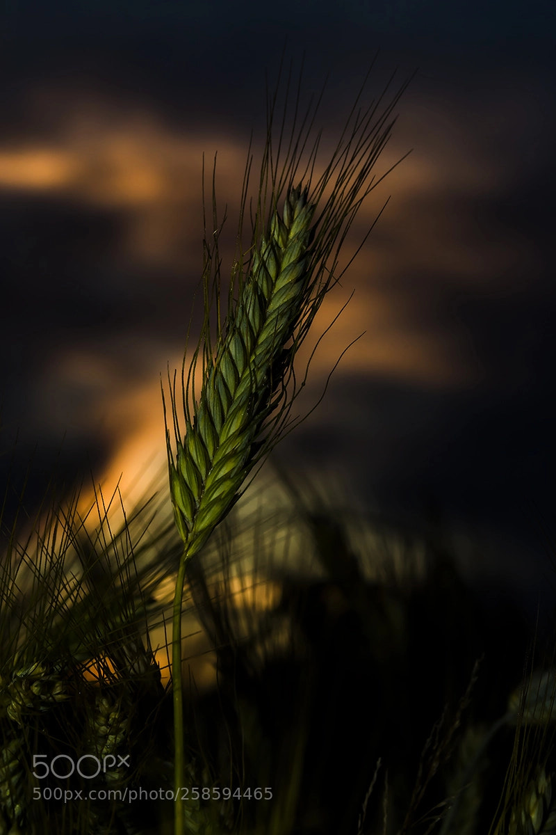 Canon EOS 6D sample photo. Twilights on the wheat photography