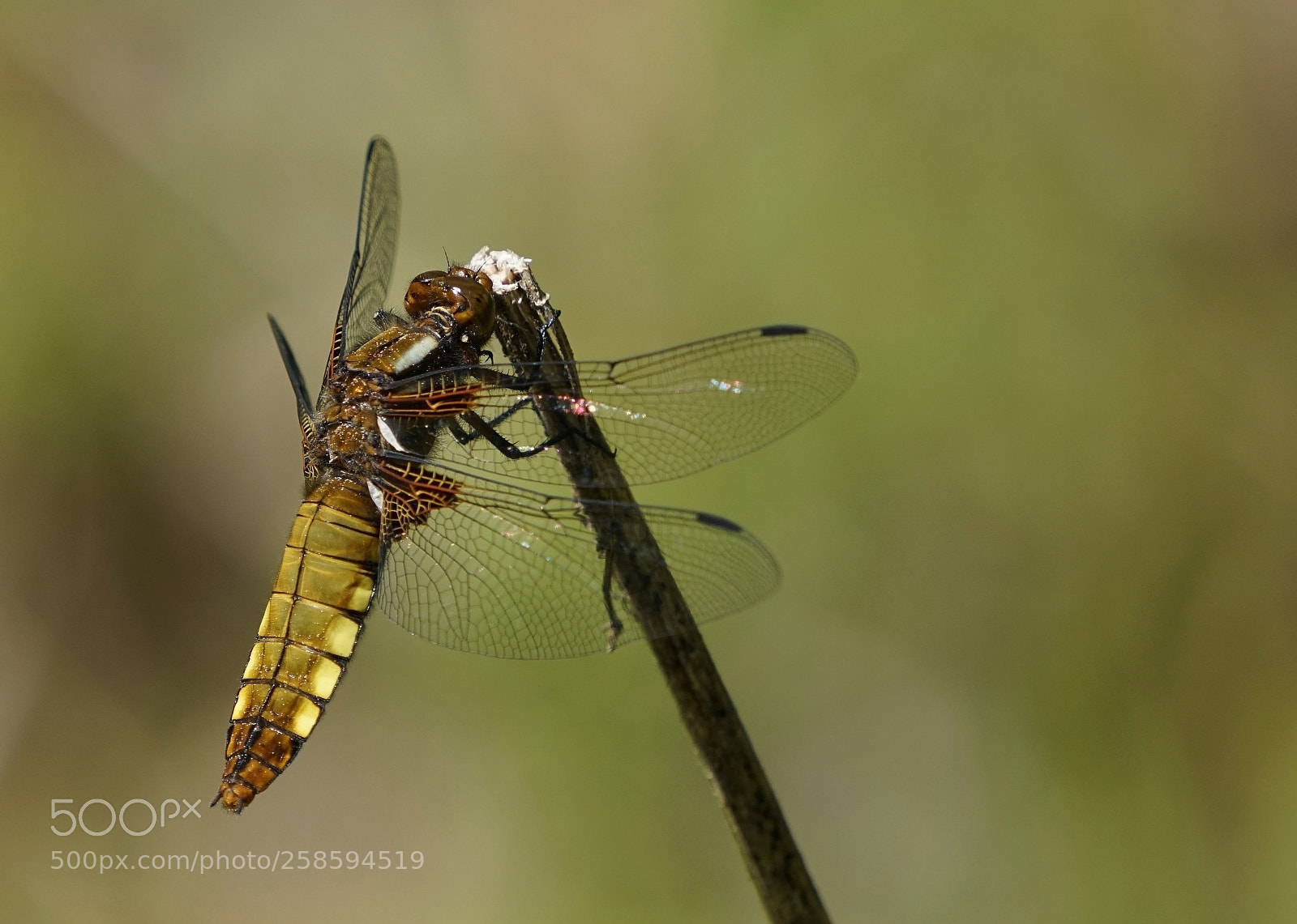Sony a7R II sample photo. Broad-bodied chaser photography