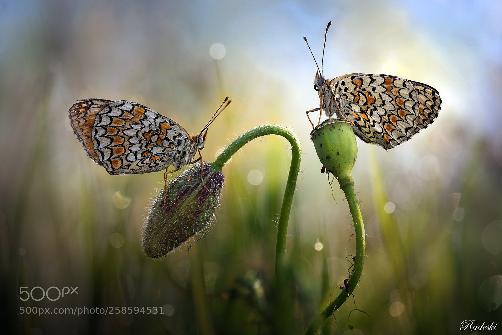 Nikon D800E sample photo. The paradise of butterflies photography