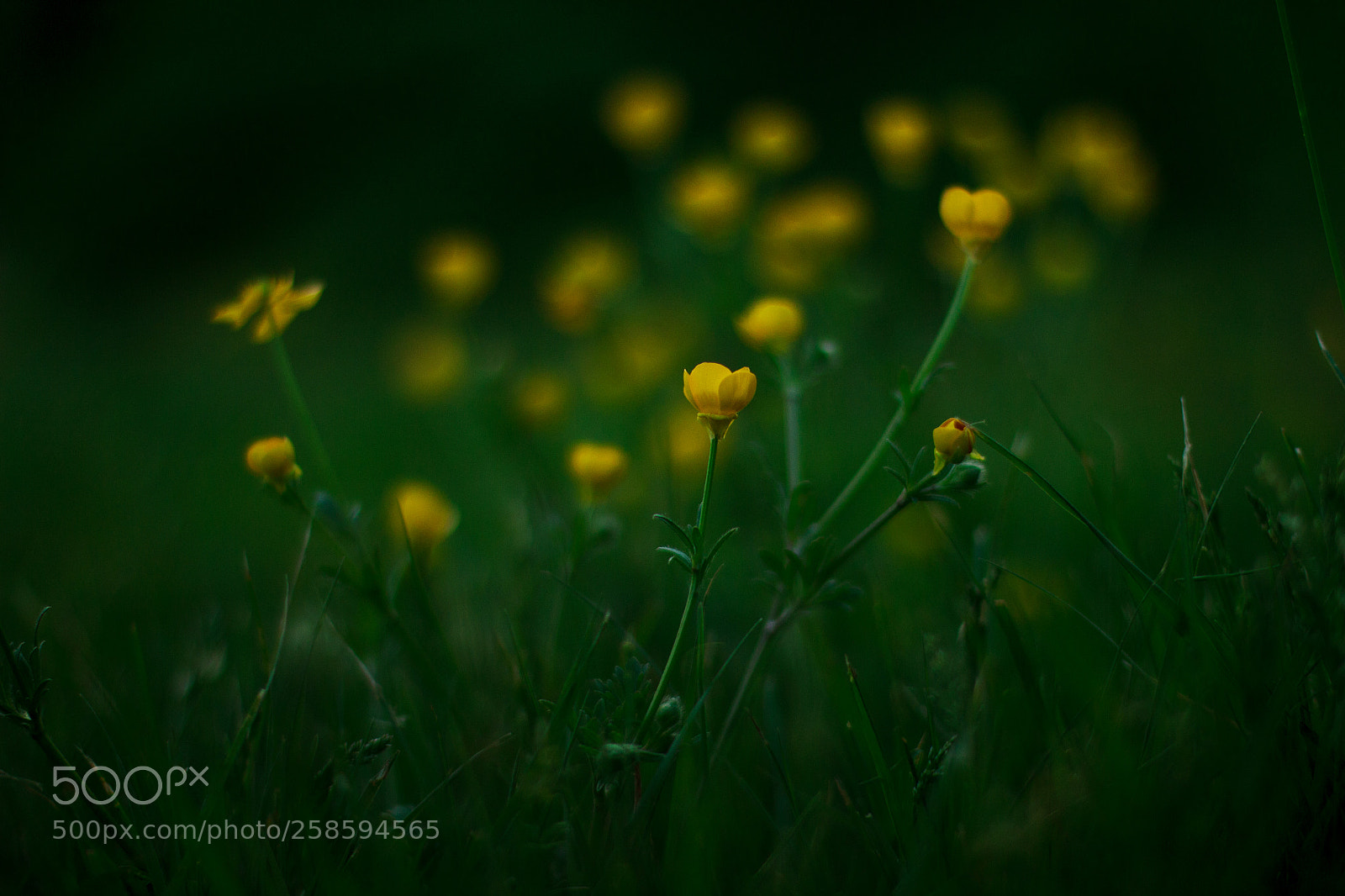 Canon EOS 600D (Rebel EOS T3i / EOS Kiss X5) sample photo. Buttercup photography