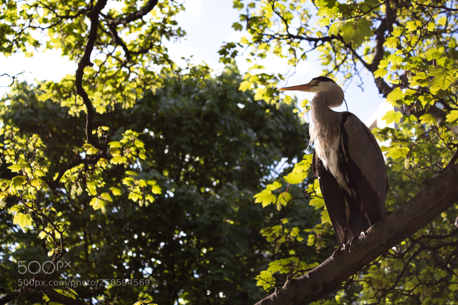 Canon EOS 1300D (EOS Rebel T6 / EOS Kiss X80) sample photo. Heron in the city photography