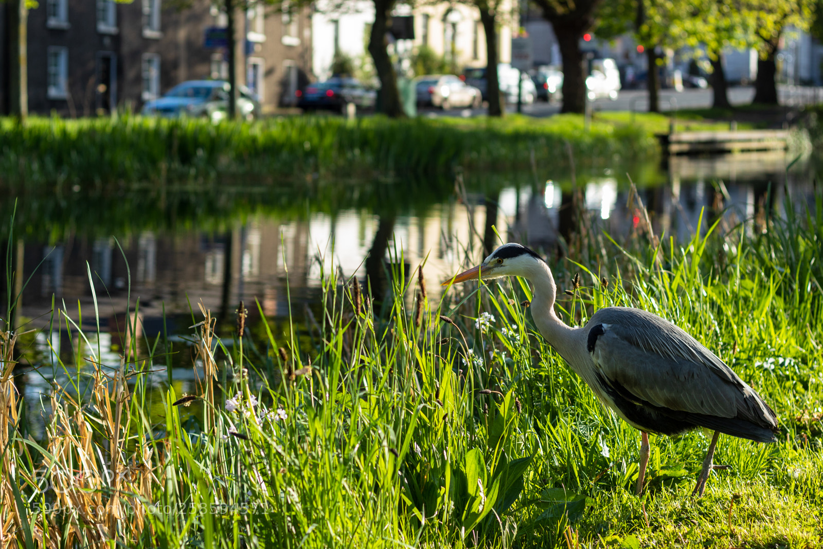 Canon EOS 1300D (EOS Rebel T6 / EOS Kiss X80) sample photo. Heron in the city photography