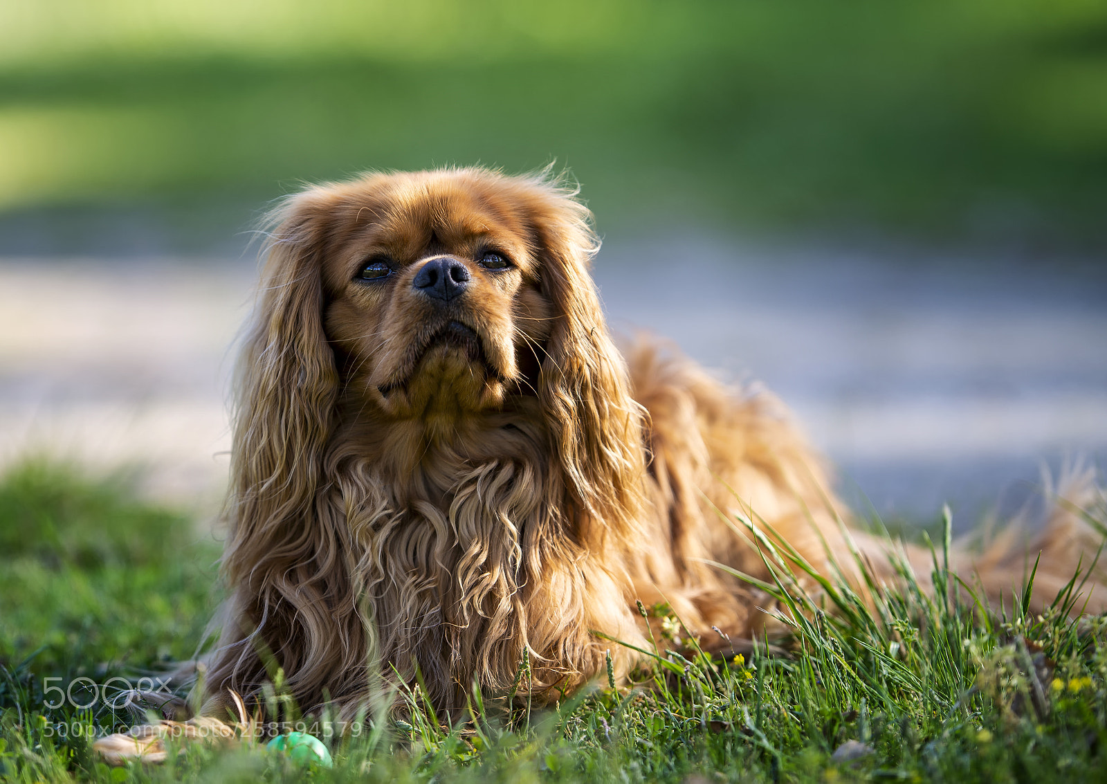 Nikon D600 sample photo. Jadore des princes de photography