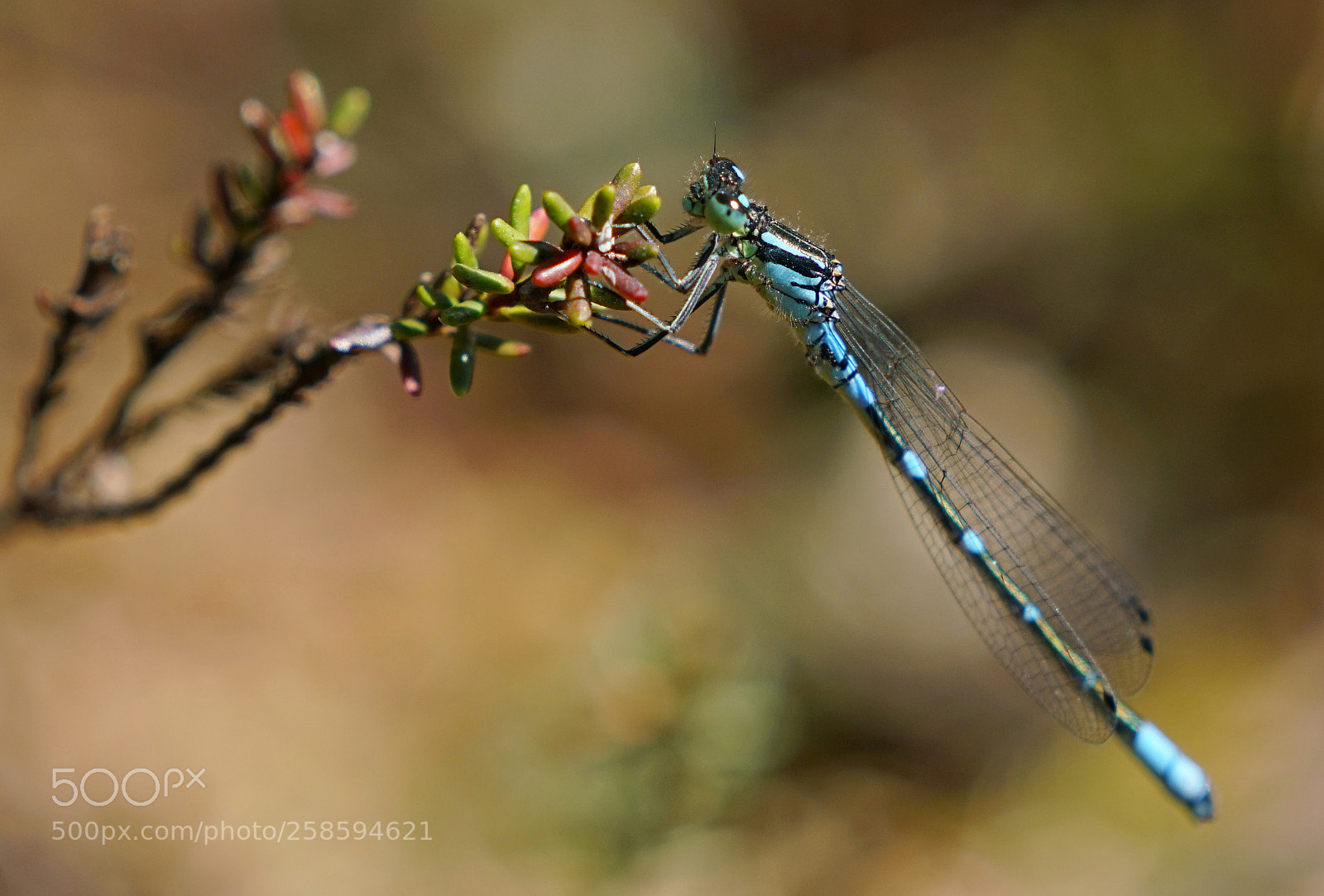 Sony a7R II sample photo. Irish damselfly photography