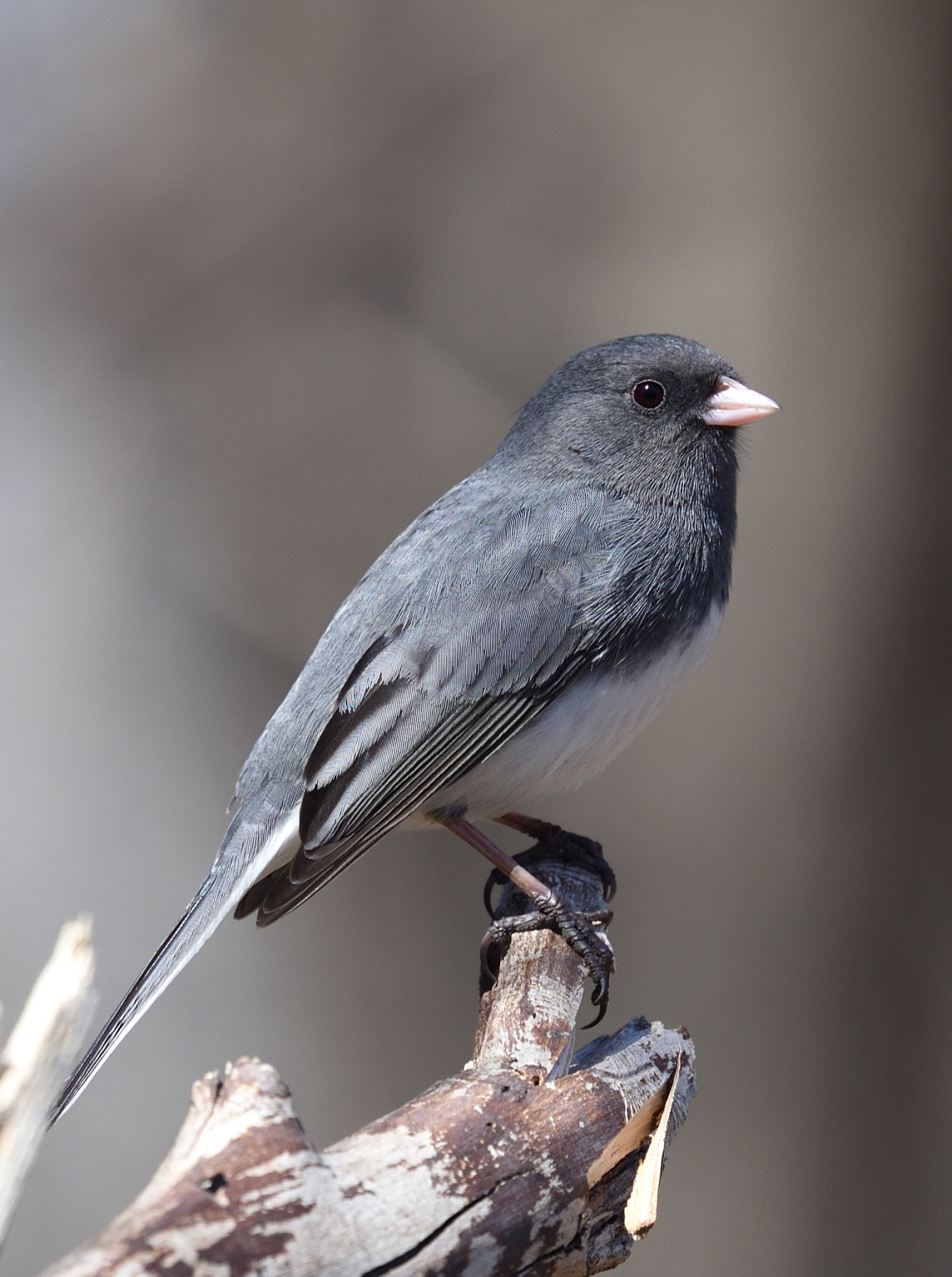 Nikon D750 + Nikon Nikkor AF-S 300mm F4E PF ED VR sample photo. Dark eyed junco photography