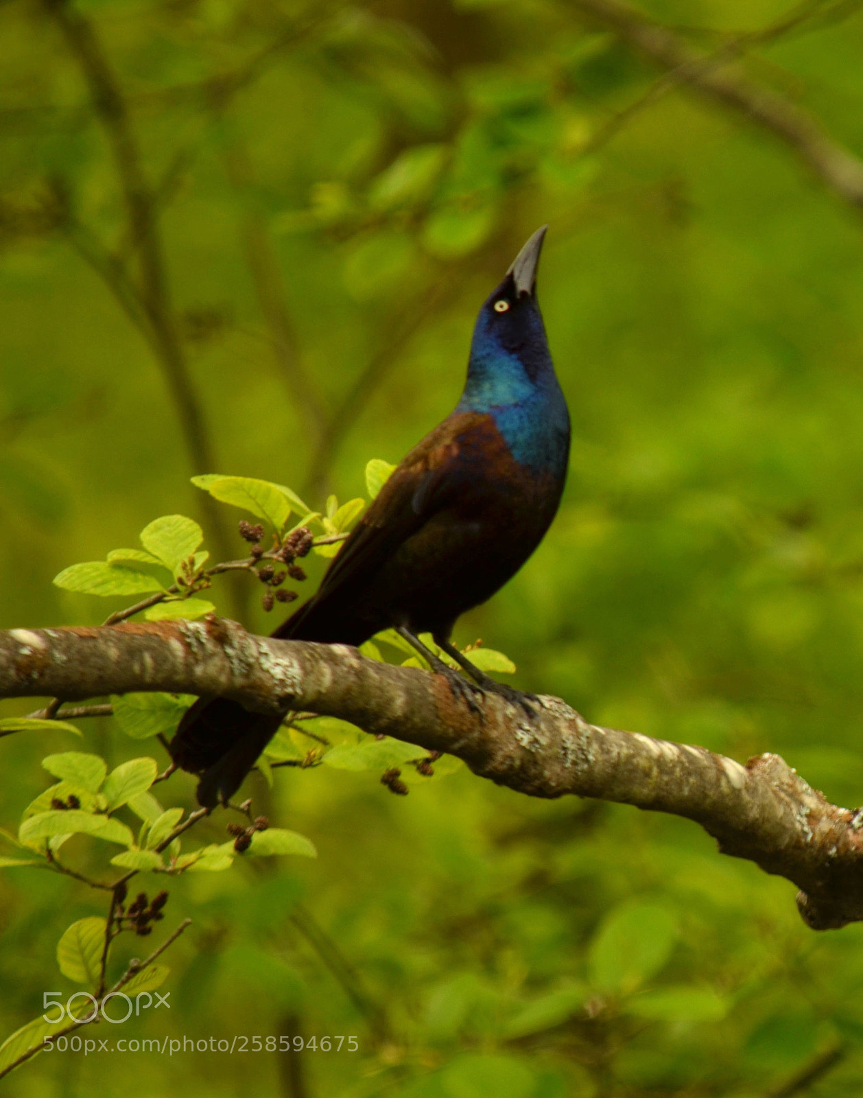 Nikon D5100 sample photo. Grackle bird photography