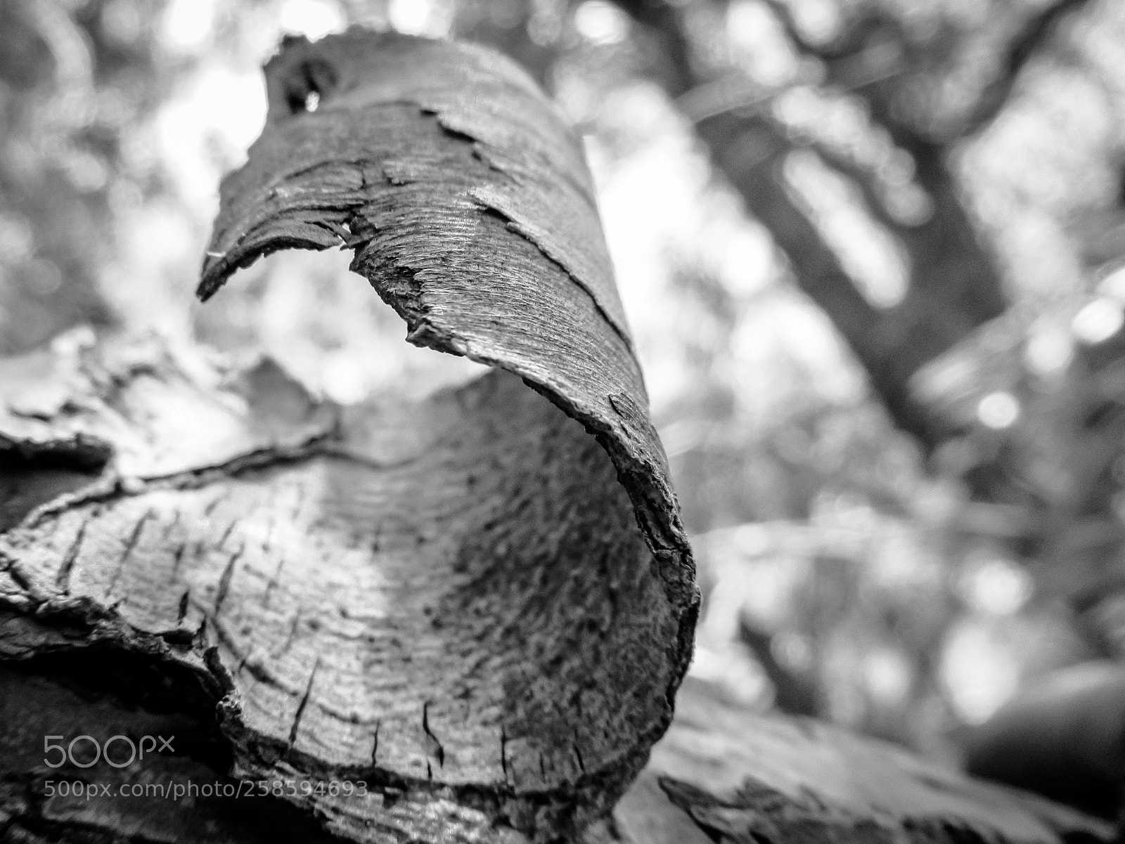 Canon PowerShot SX620 HS sample photo. Peeling bark photography