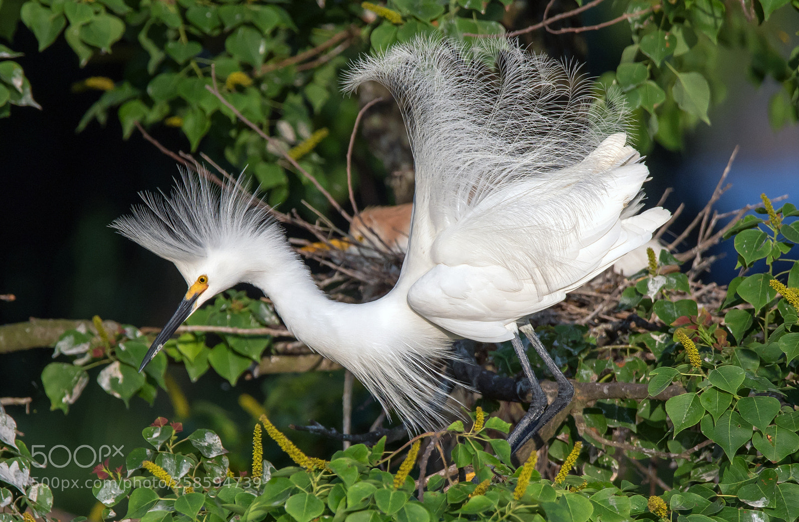 Sony a7R II sample photo. Snowy egret photography