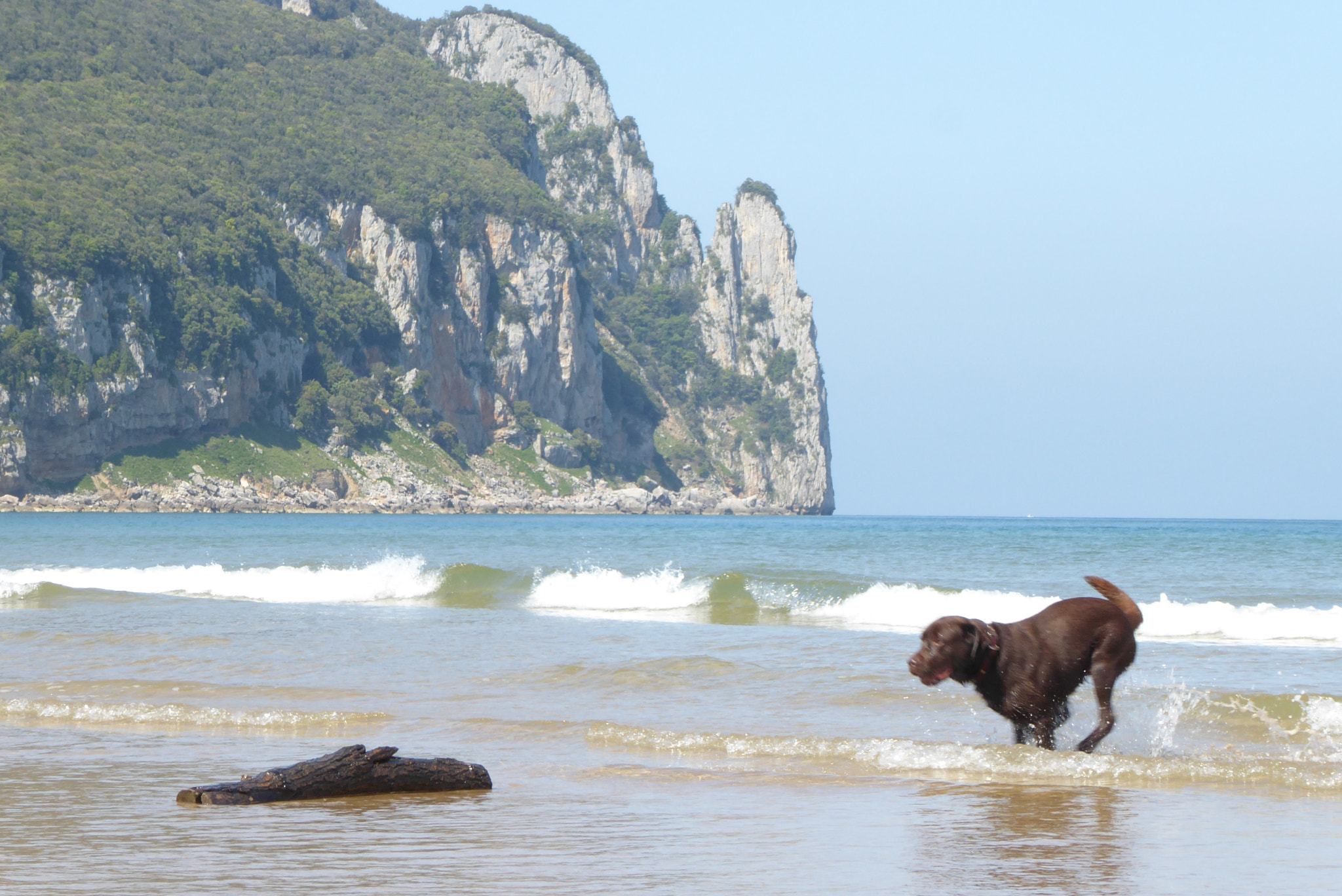 Panasonic Lumix DMC-ZS50 (Lumix DMC-TZ70) sample photo. Big dog - big toy photography