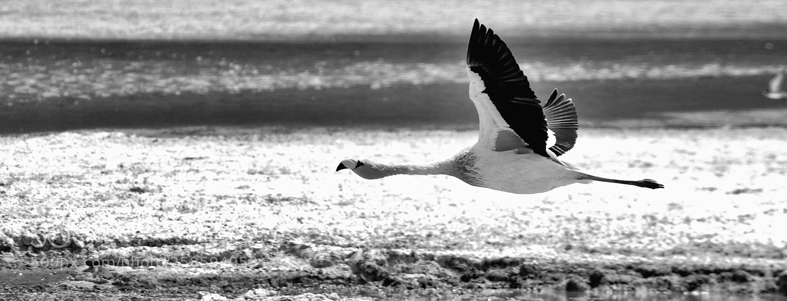 Nikon D700 sample photo. Flamant bolivie photography