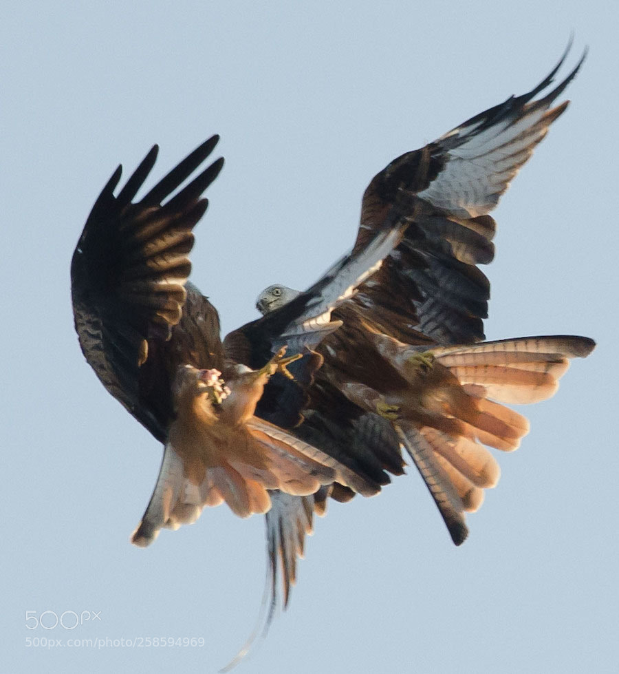 Nikon D7000 sample photo. Red kites sparring photography