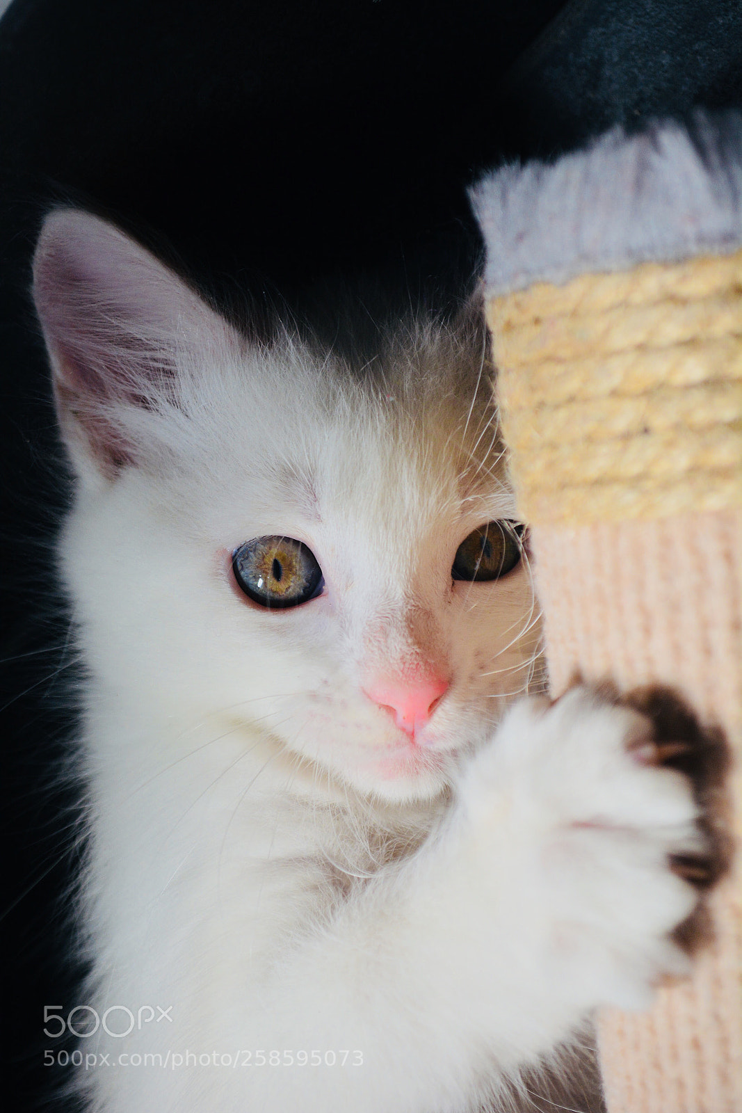 Nikon D5200 sample photo. Untitled photography