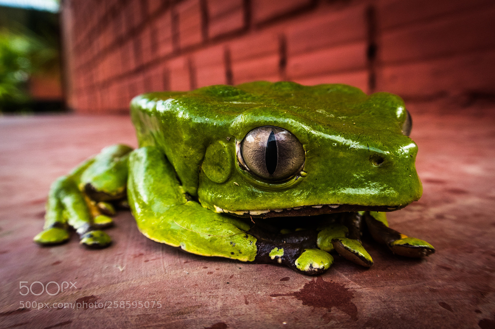 Canon PowerShot G7 X Mark II sample photo. Monkey frog photography