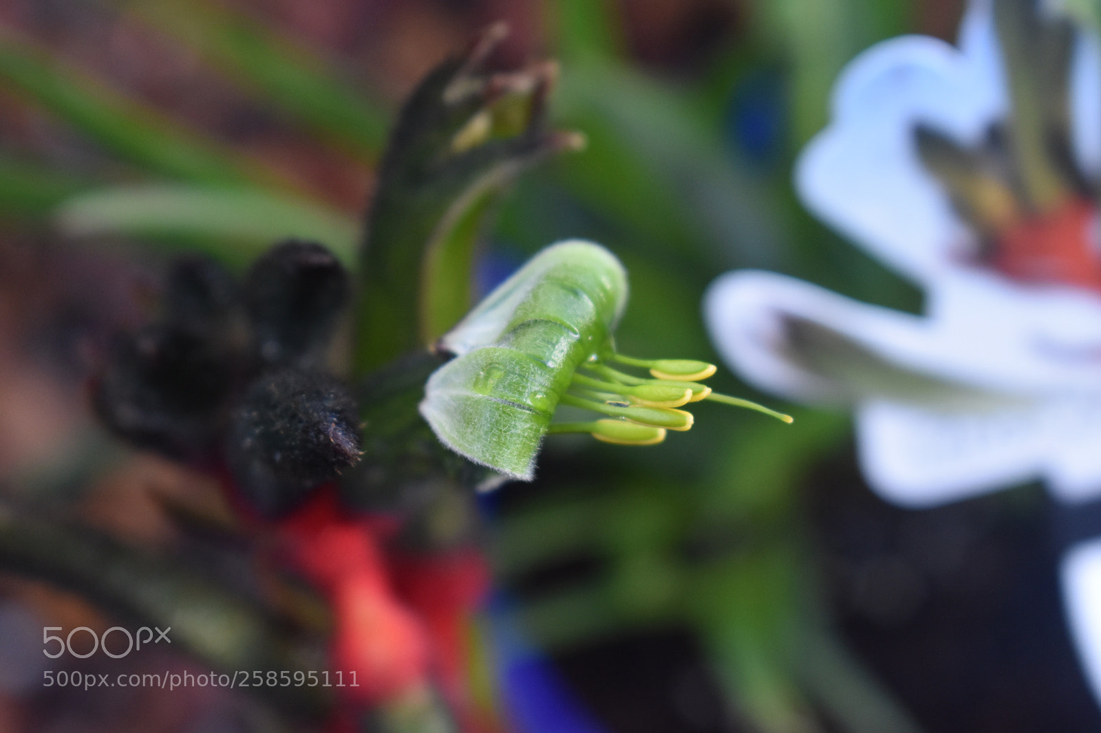 Nikon D3400 sample photo. Showing teeth photography