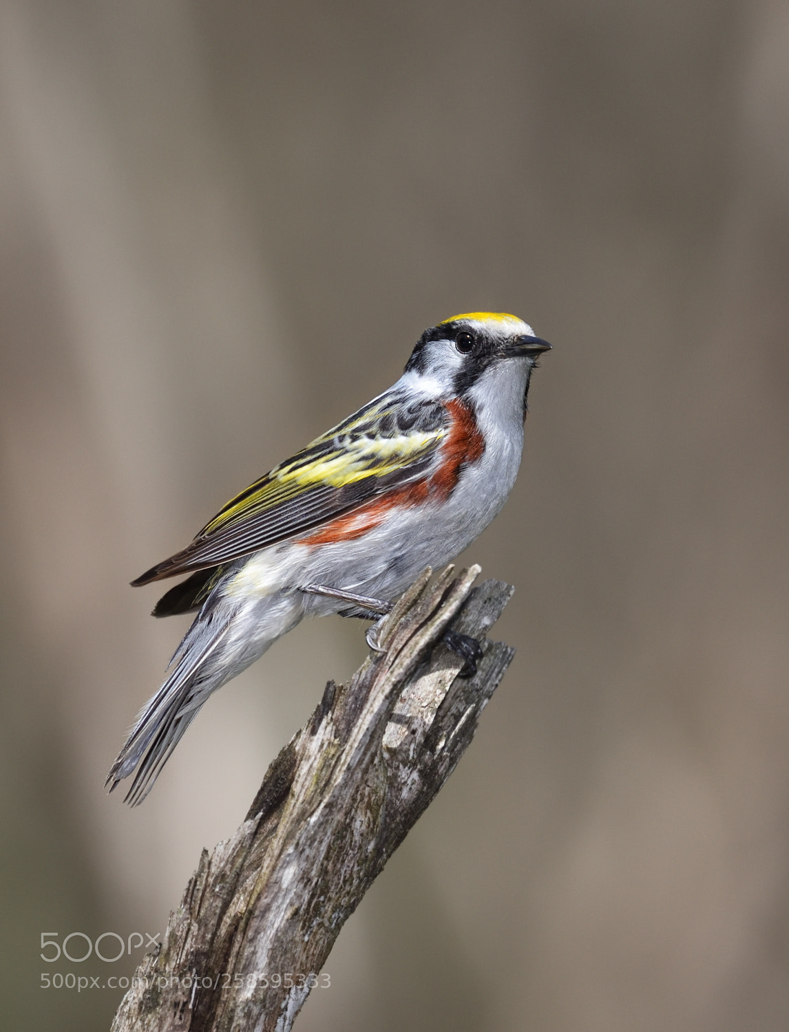 Nikon D750 sample photo. Chesnut sided warbler photography