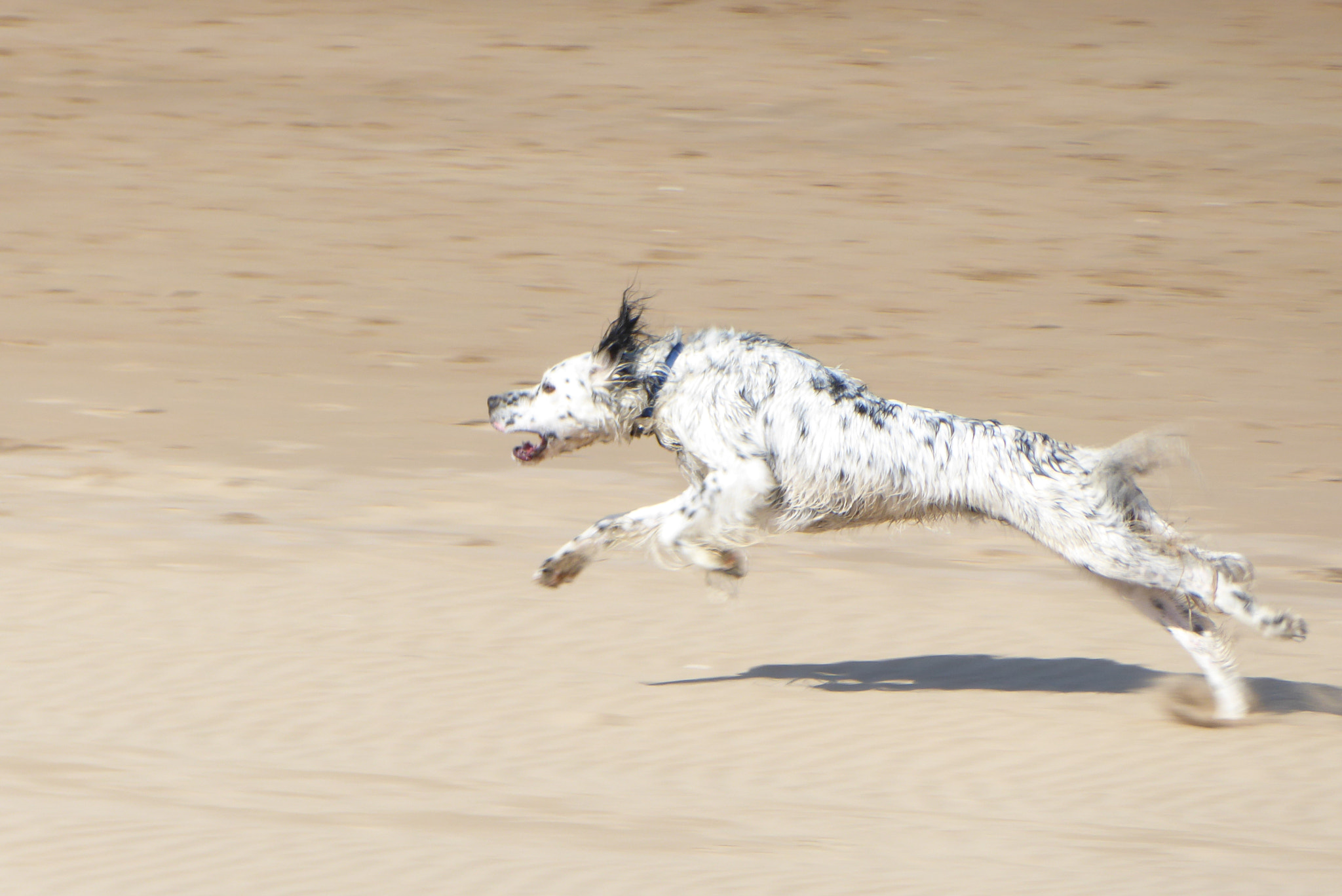 Panasonic Lumix DMC-ZS50 (Lumix DMC-TZ70) sample photo. Run boy run photography