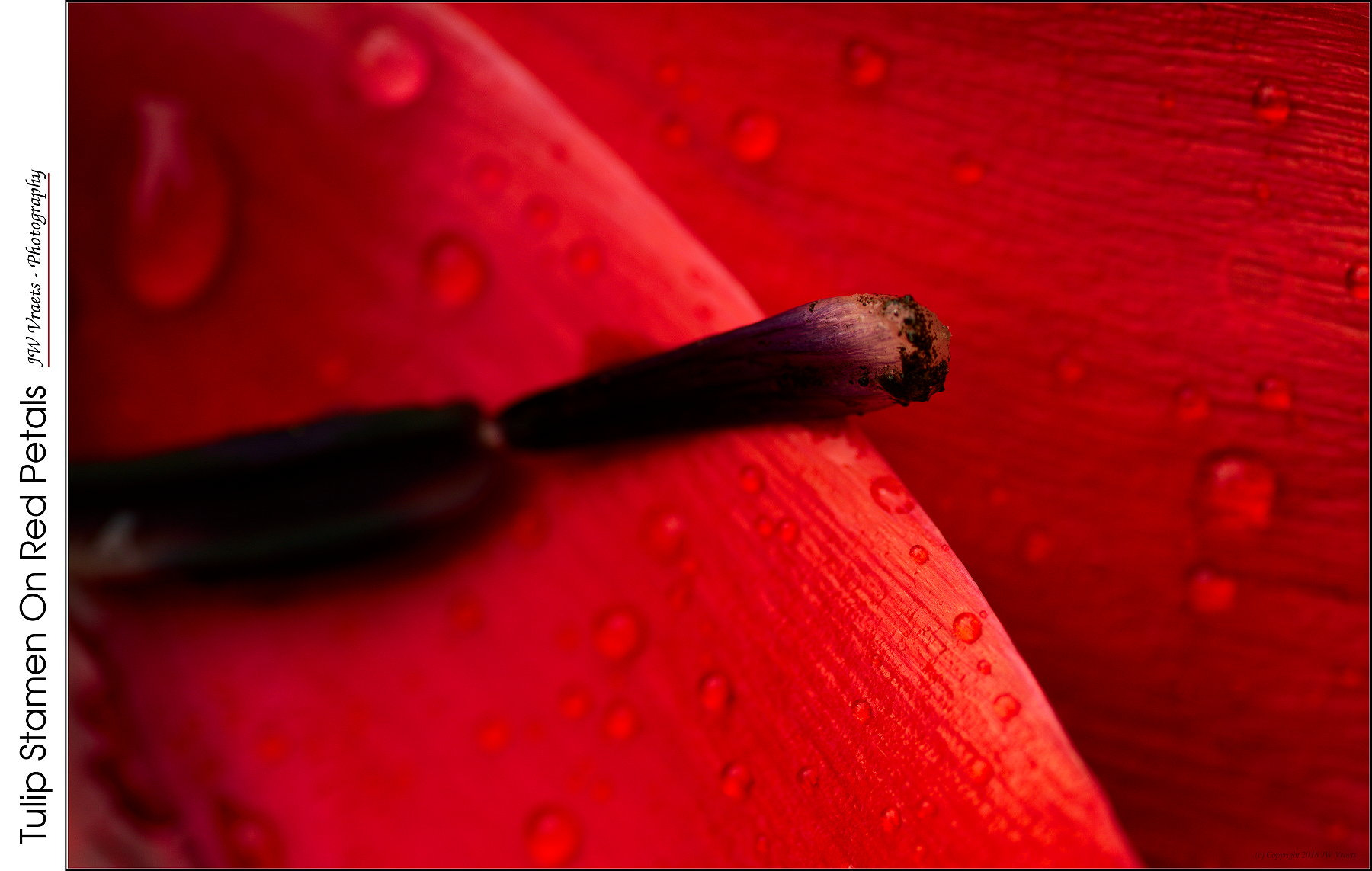 Nikon D7100 sample photo. Tulip stamen on red petals photography